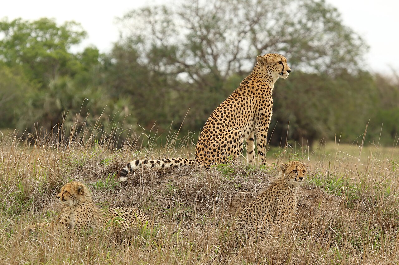 Female cheetah with two cubs in natural grassland