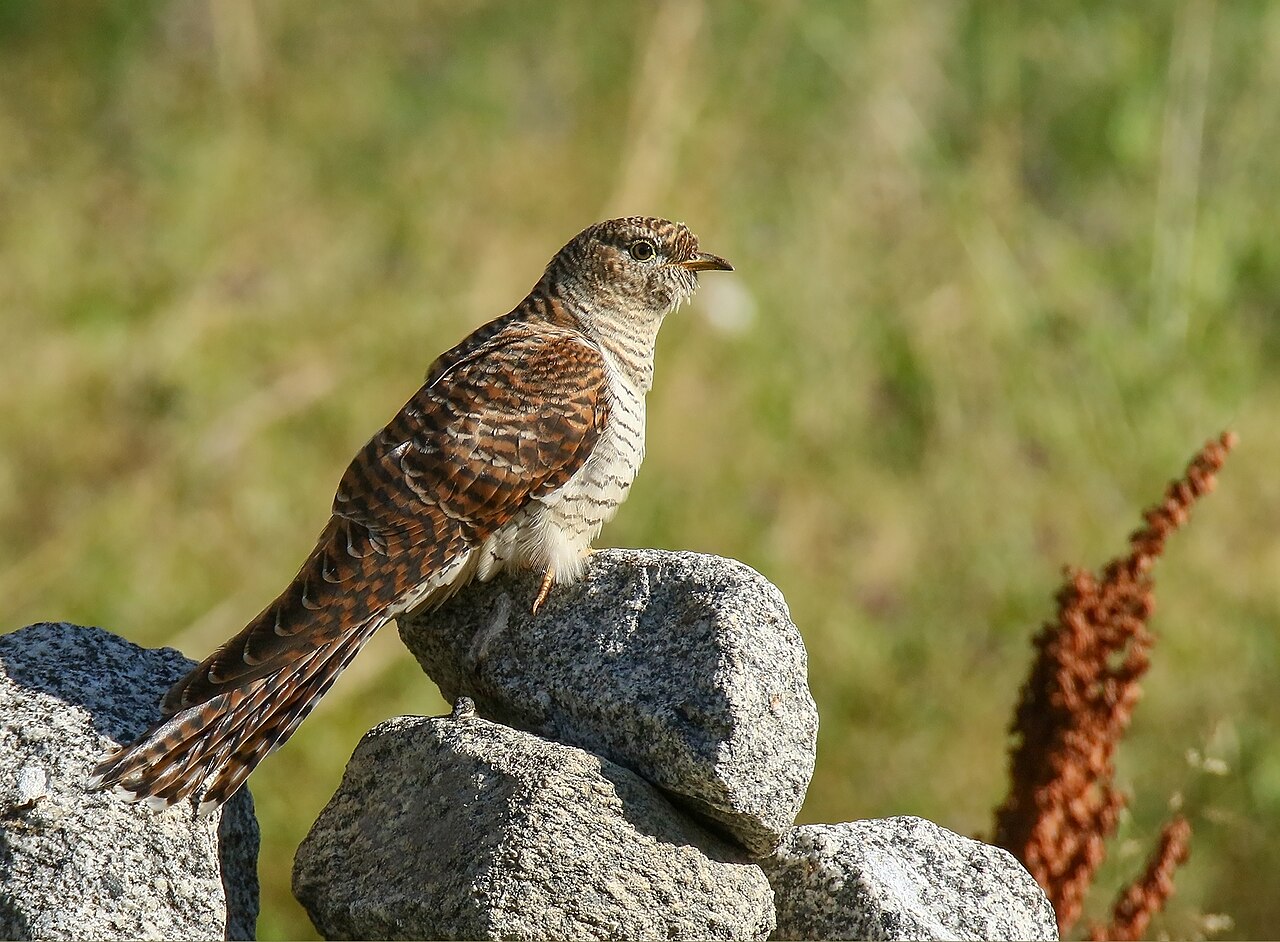 Common cuckoo perched on rocks in natural habitat