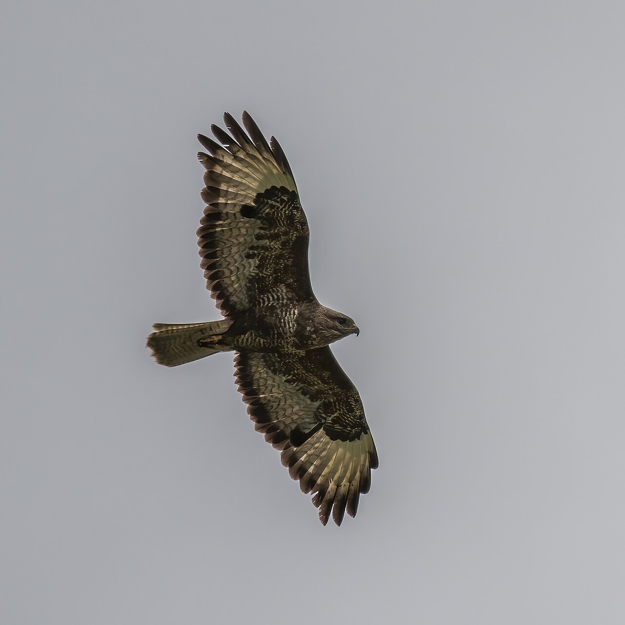Common buzzard flying against a pale sky