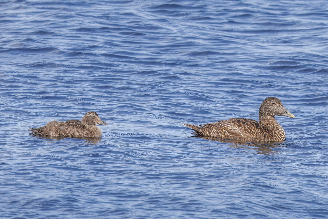 Northern common eider female with a juvenile on the sea