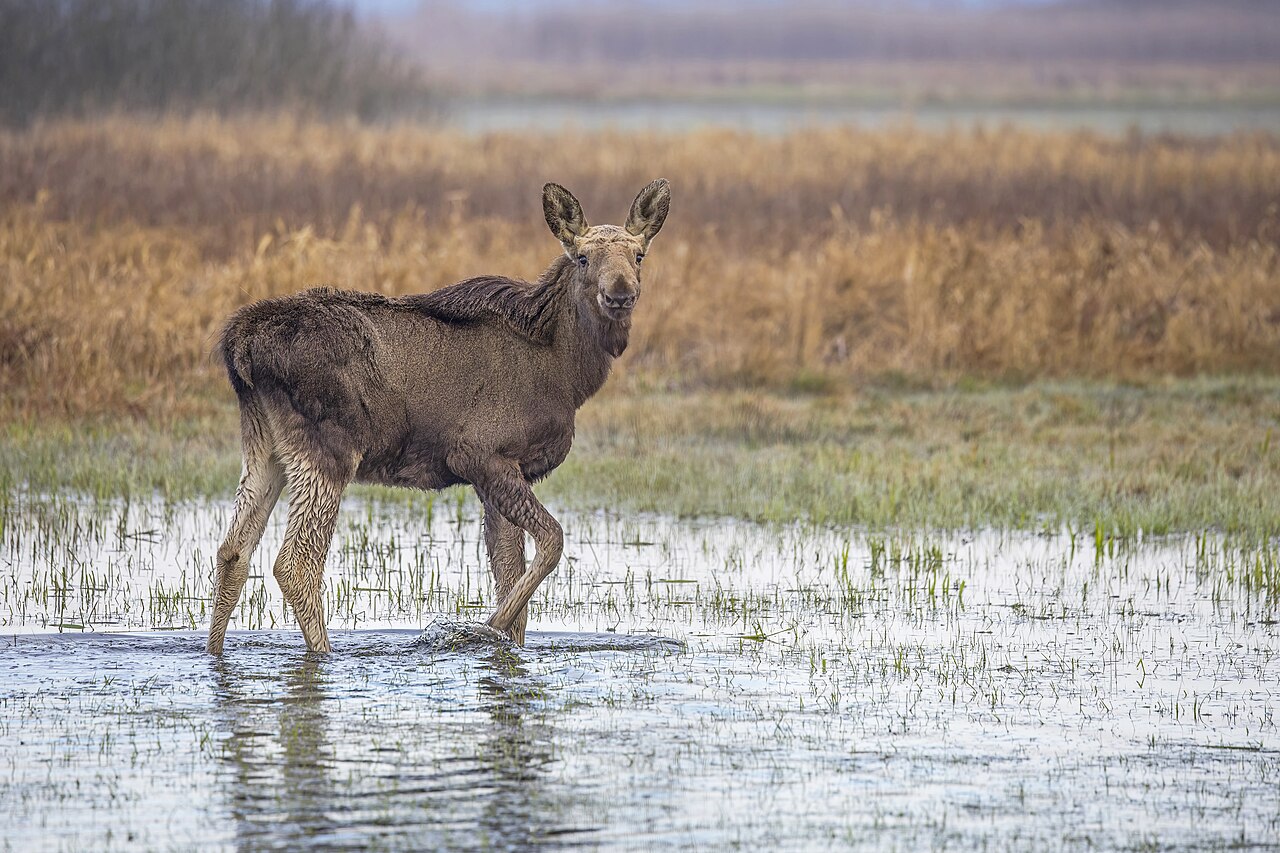 Young moose calf in Biebrzański National Park, Poland