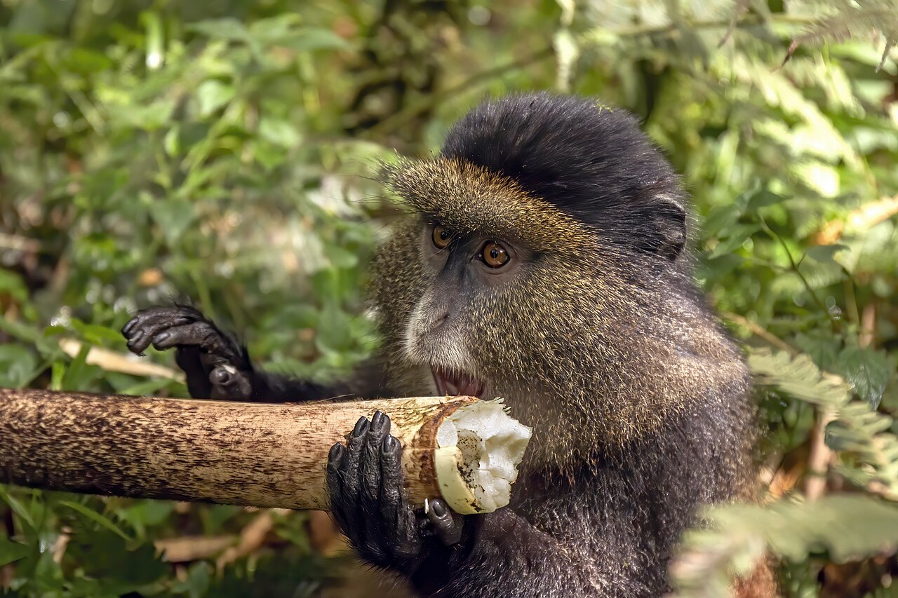 Golden monkey eating bamboo in Volcanoes National Park, Rwanda