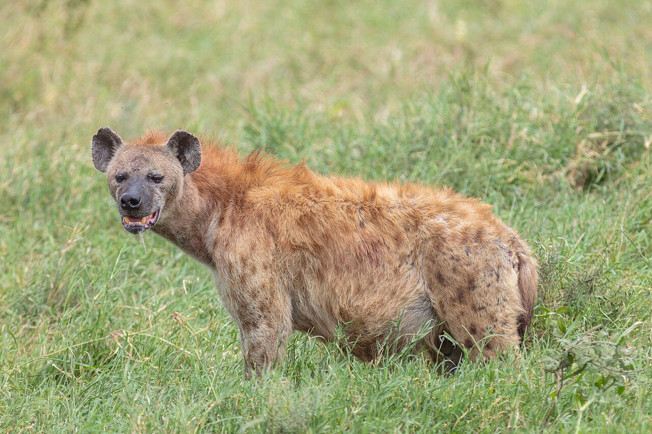 Spotted hyena in Tarangire National Park, Tanzania