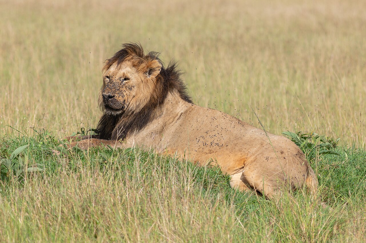 Lion resting in grass in the Masai Mara, Kenya