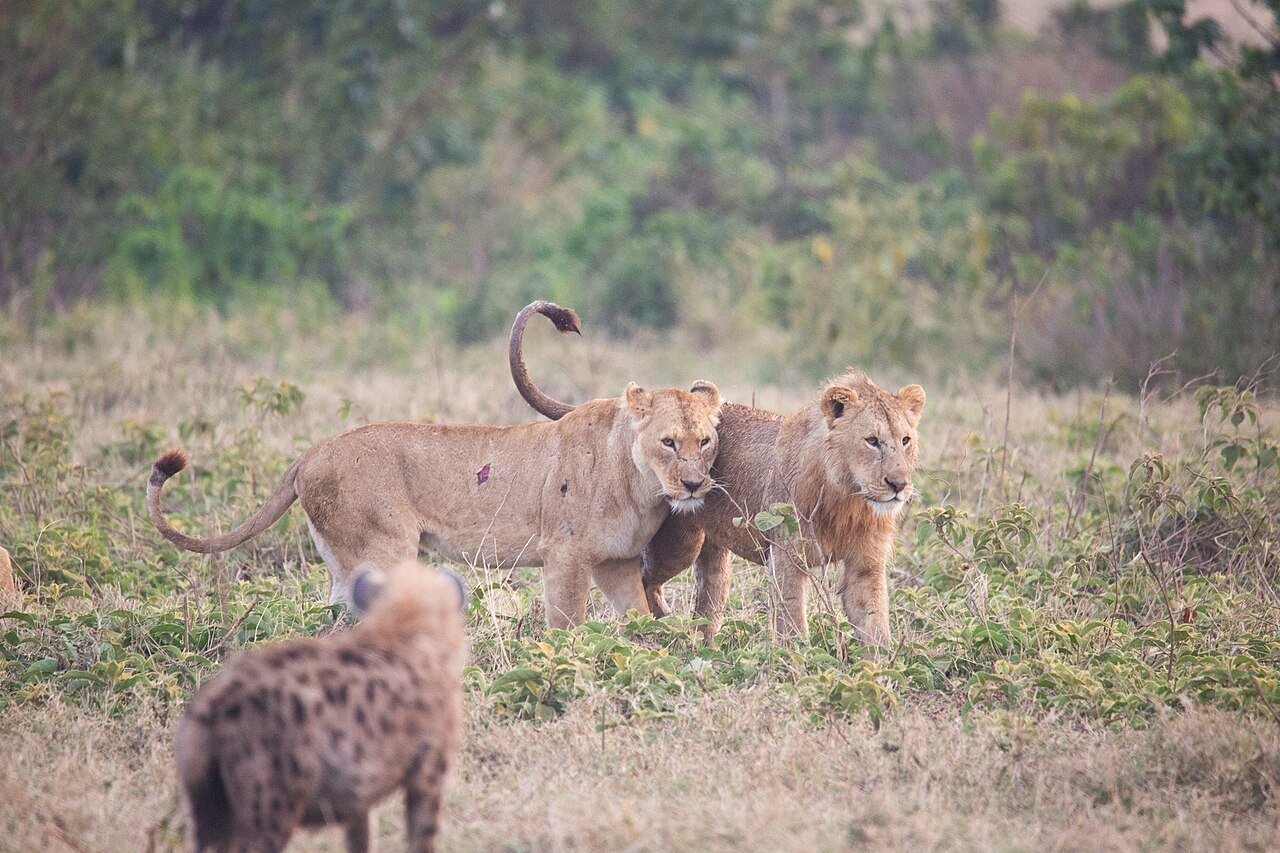 Two lions with a spotted hyena in the foreground