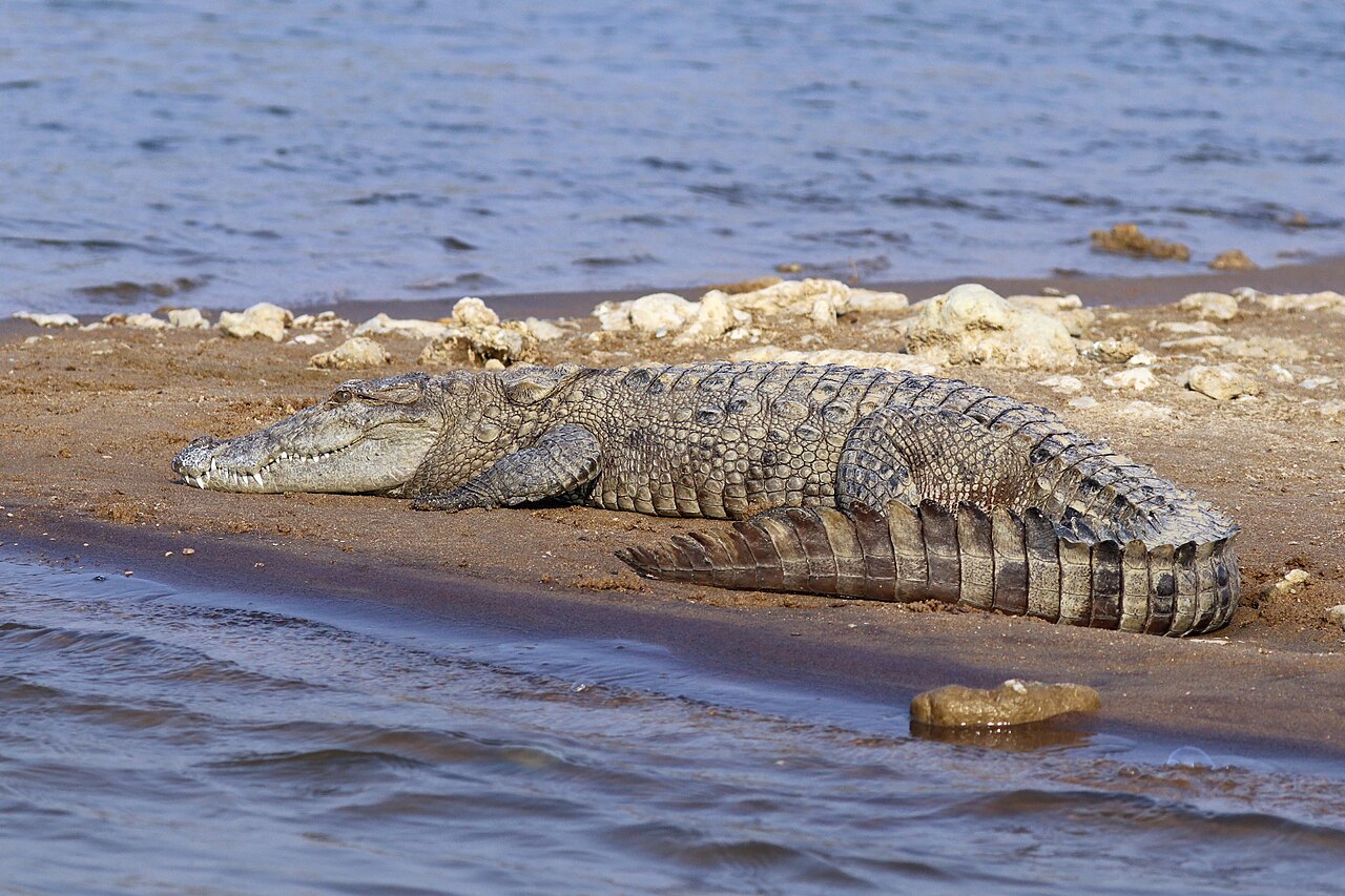Mugger crocodile in a river in India