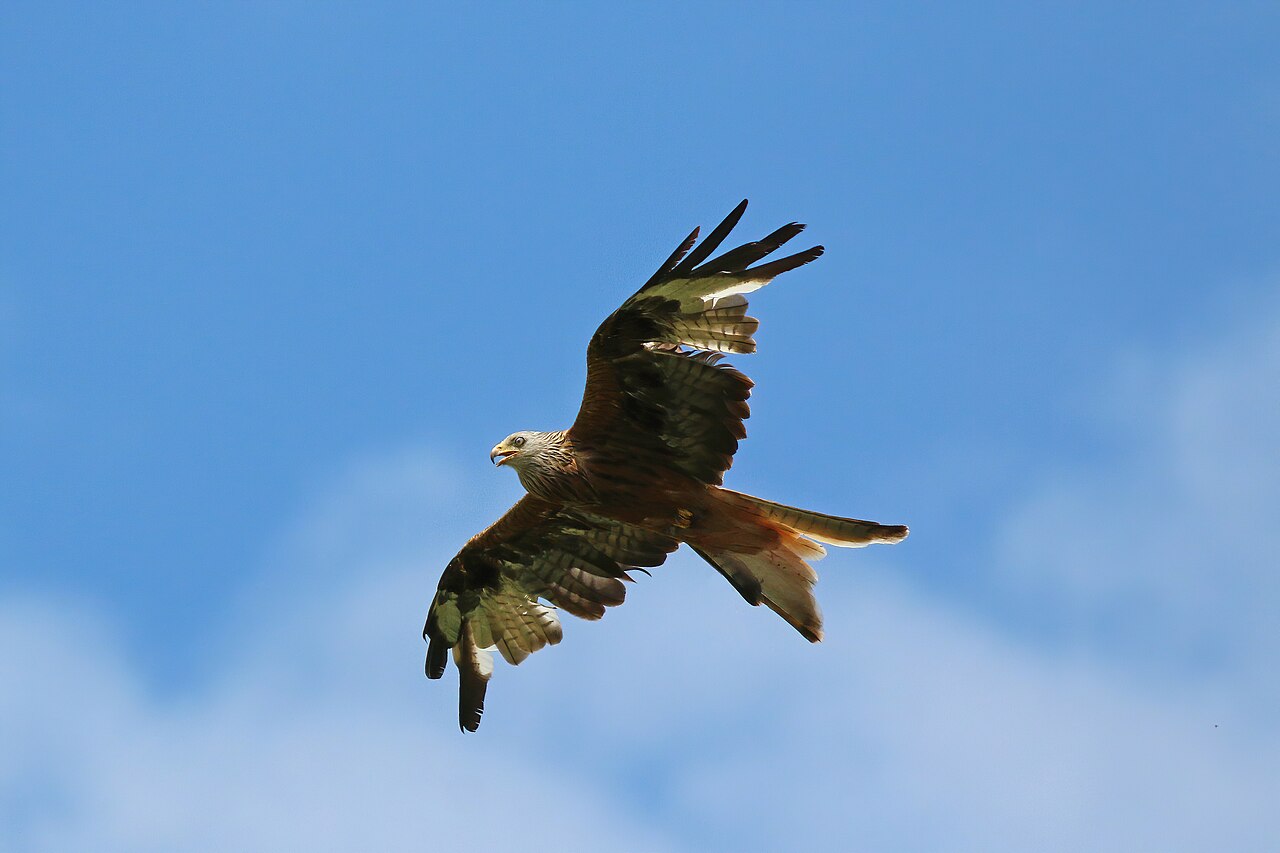 Red kite flying against a blue sky