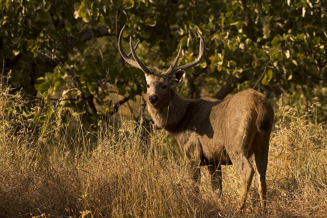 Male sambar deer in natural habitat in India