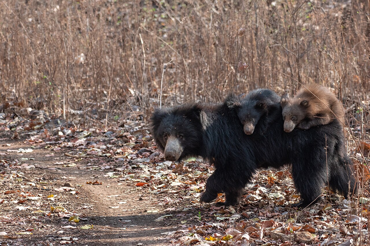 Sloth bear with two cubs on her back in Bor Tiger Reserve, Maharashtra, India