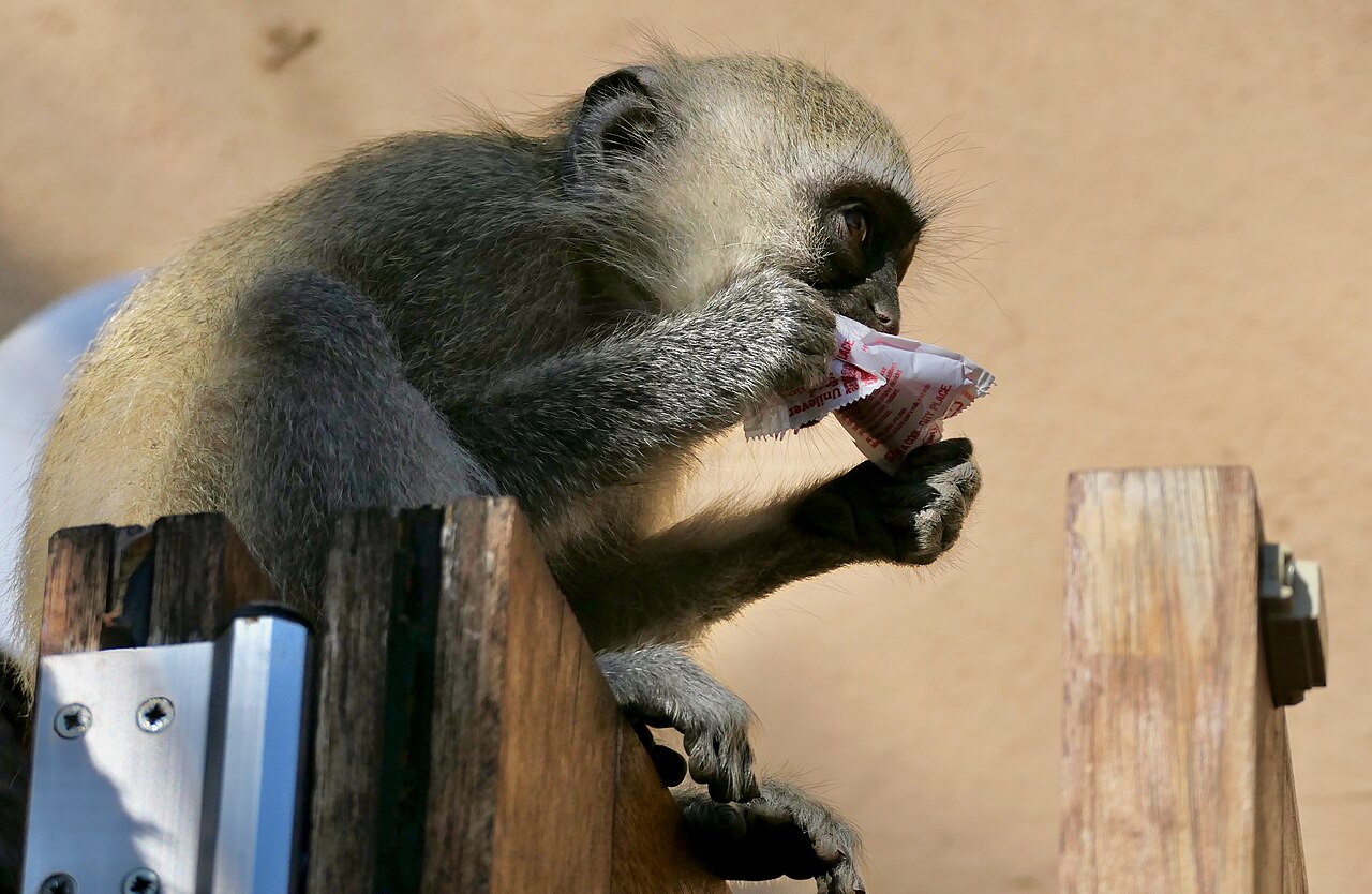 Young vervet monkey handling a stolen ketchup sachet in Kruger National Park