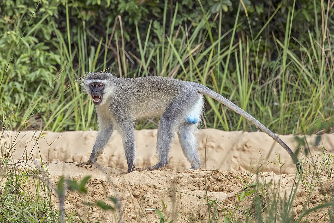 Vervet monkey walking in Maputo National Park, Mozambique