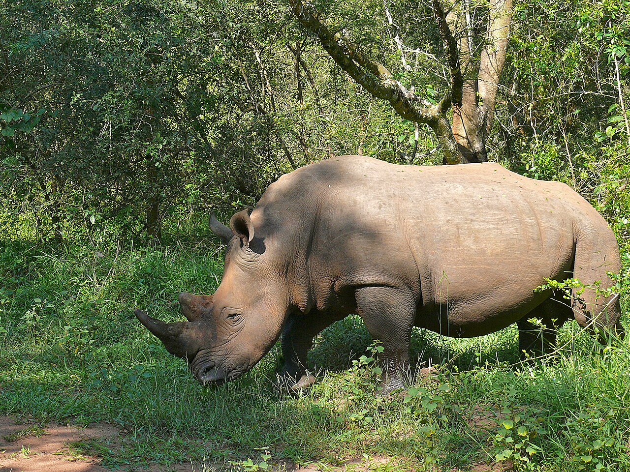 White rhinoceros grazing in dense vegetation at Ziwa Rhino Sanctuary in Uganda