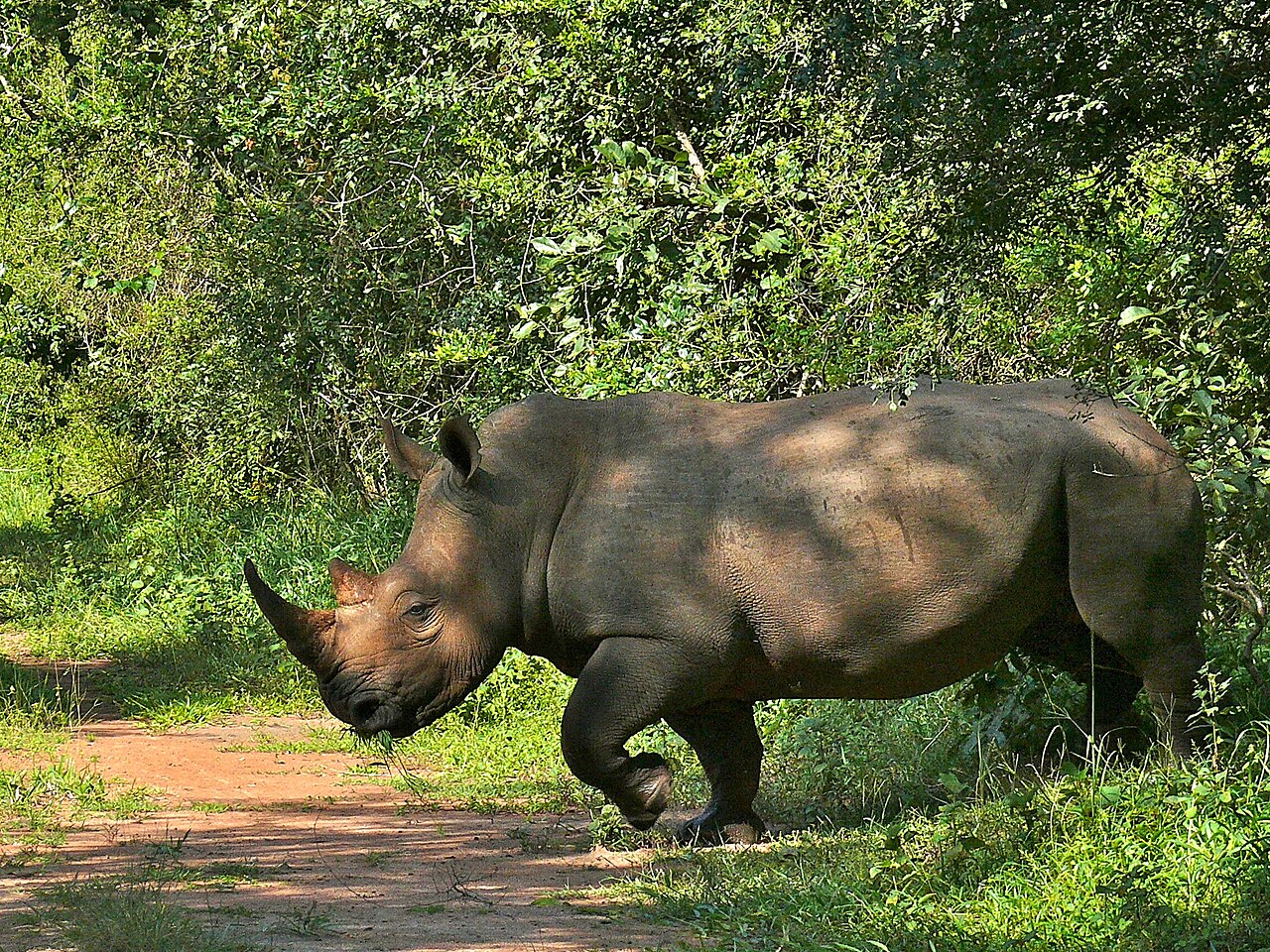 White rhinoceros walking through vegetation at Ziwa Rhino Sanctuary in Uganda