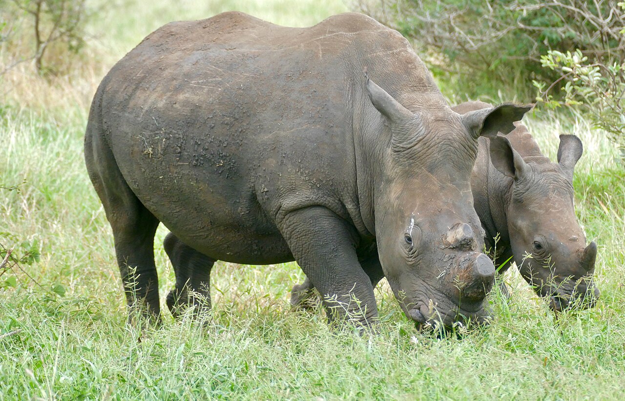 Female white rhinoceros with young grazing in South Africa