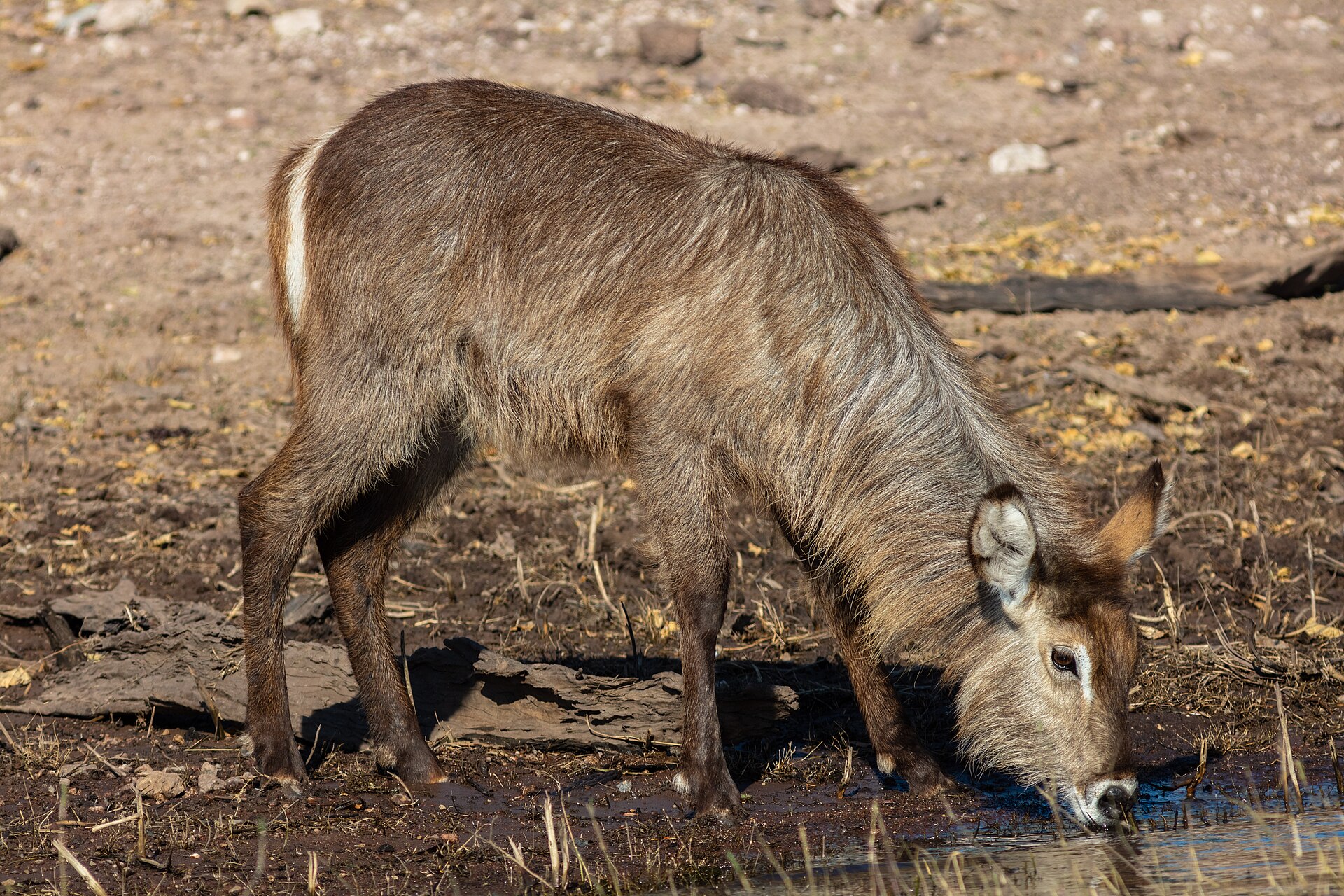 Waterbuck drinking in Chobe National Park, Botswana
