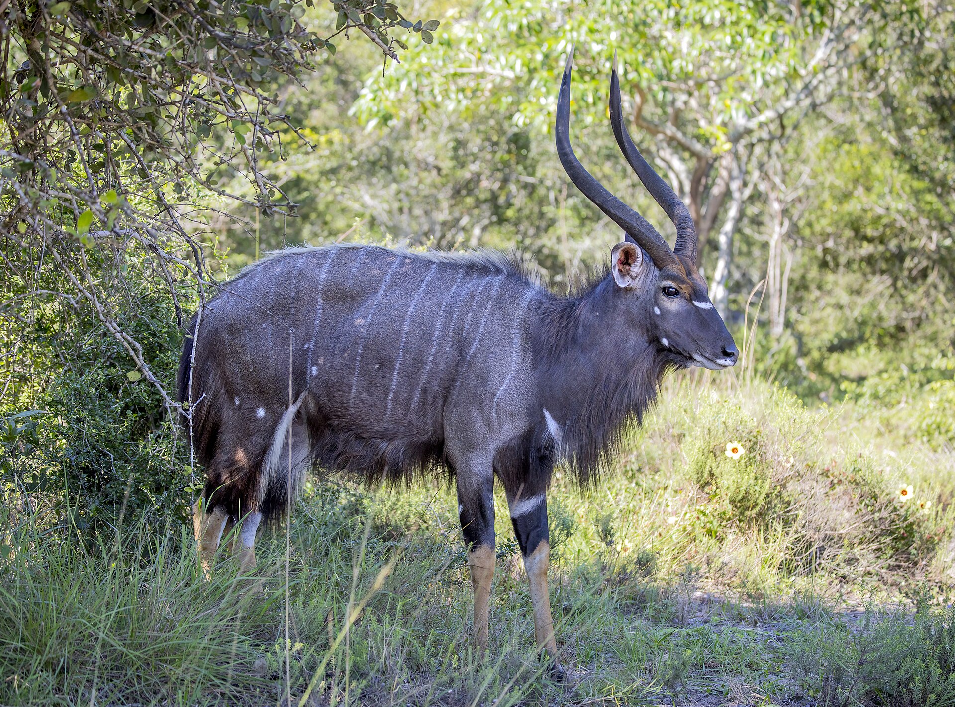 Male nyala standing in woodland in Maputo National Park