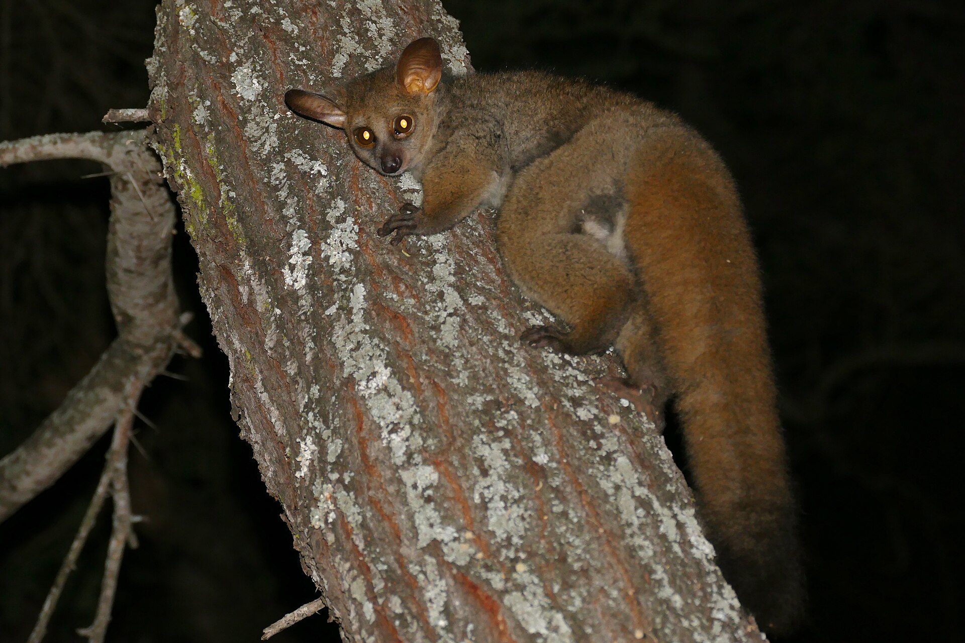 Thick-tailed greater galago clinging to a tree at night in Kruger National Park