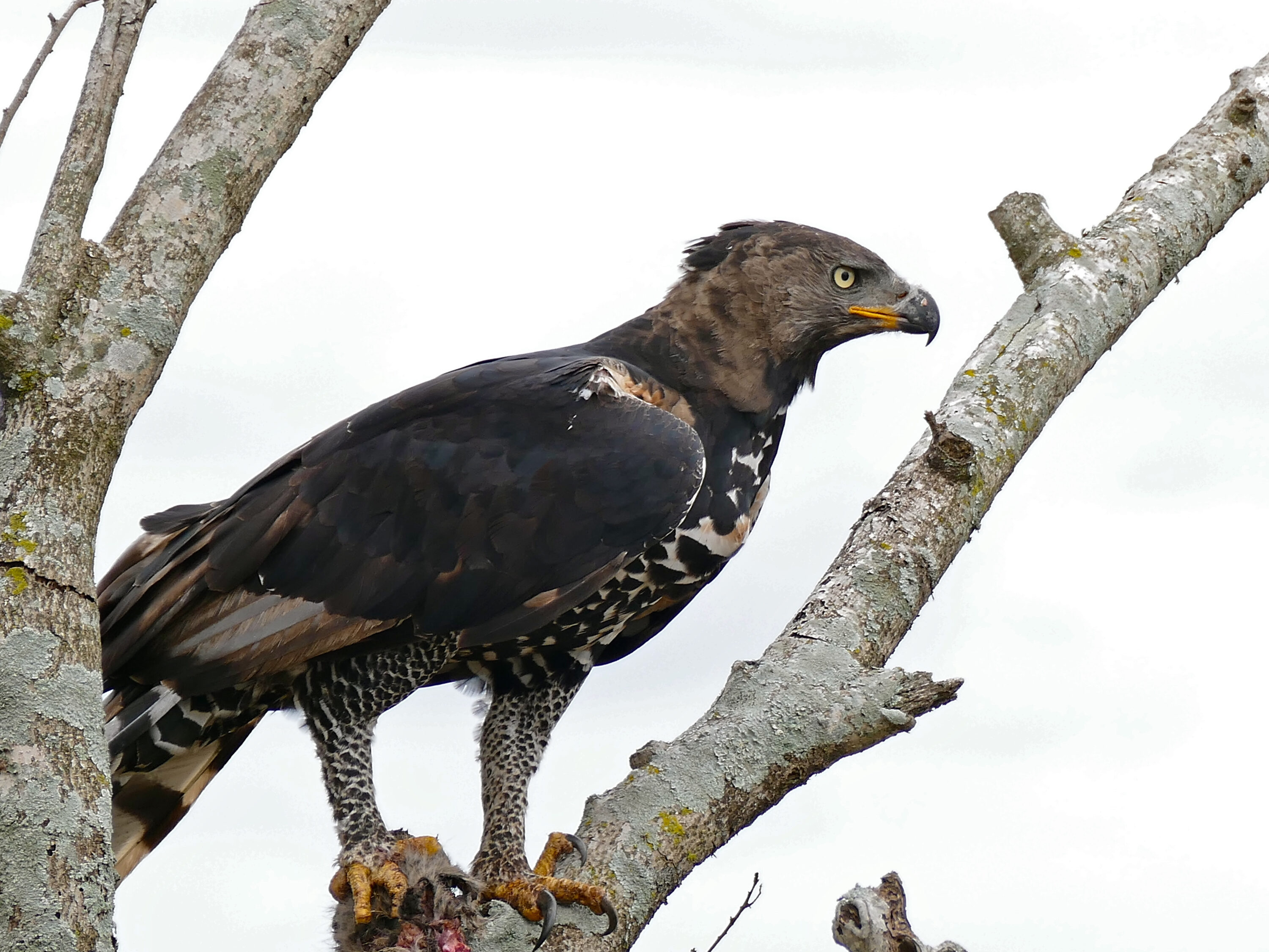 Adult Crowned Eagle perched in a tree in KwaZulu-Natal, South Africa