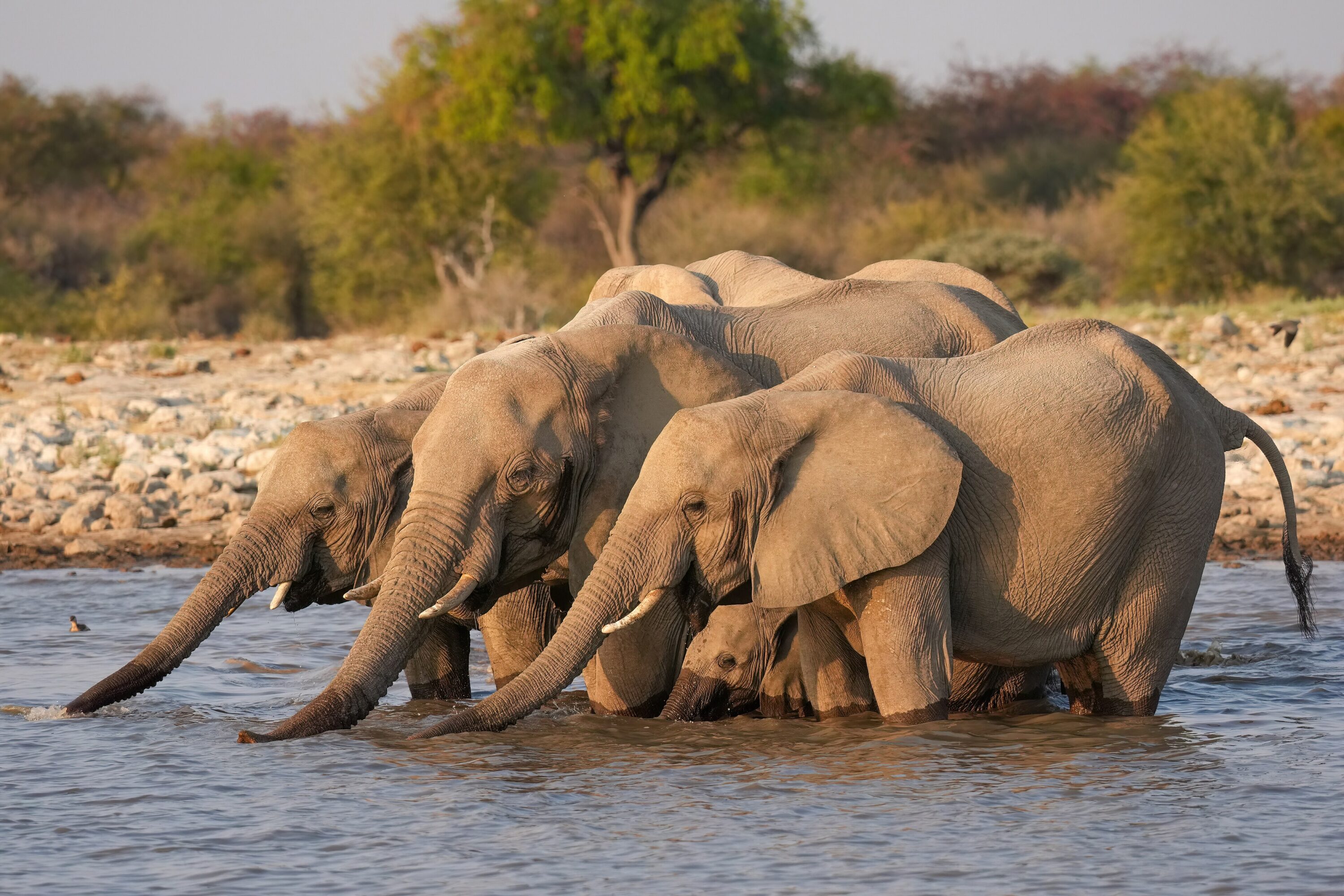 Herd of African bush elephants drinking together at a waterhole
