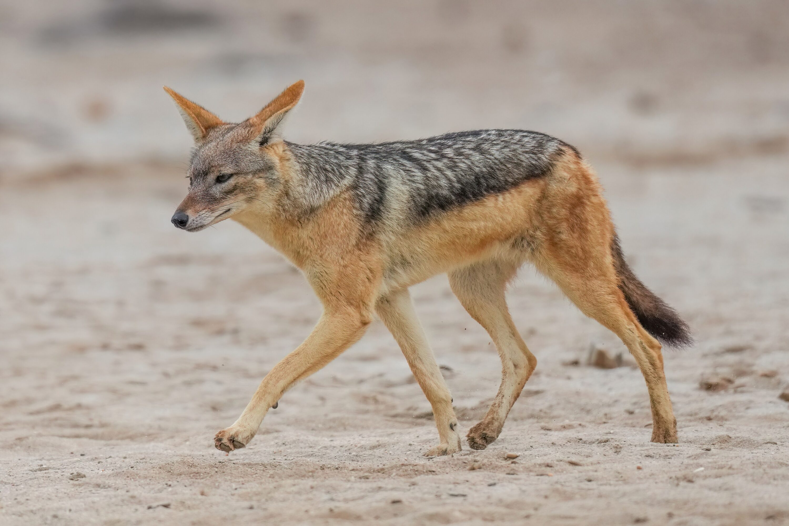 Black-backed jackal hunting for food on sandy ground at Cape Cross, Namibia