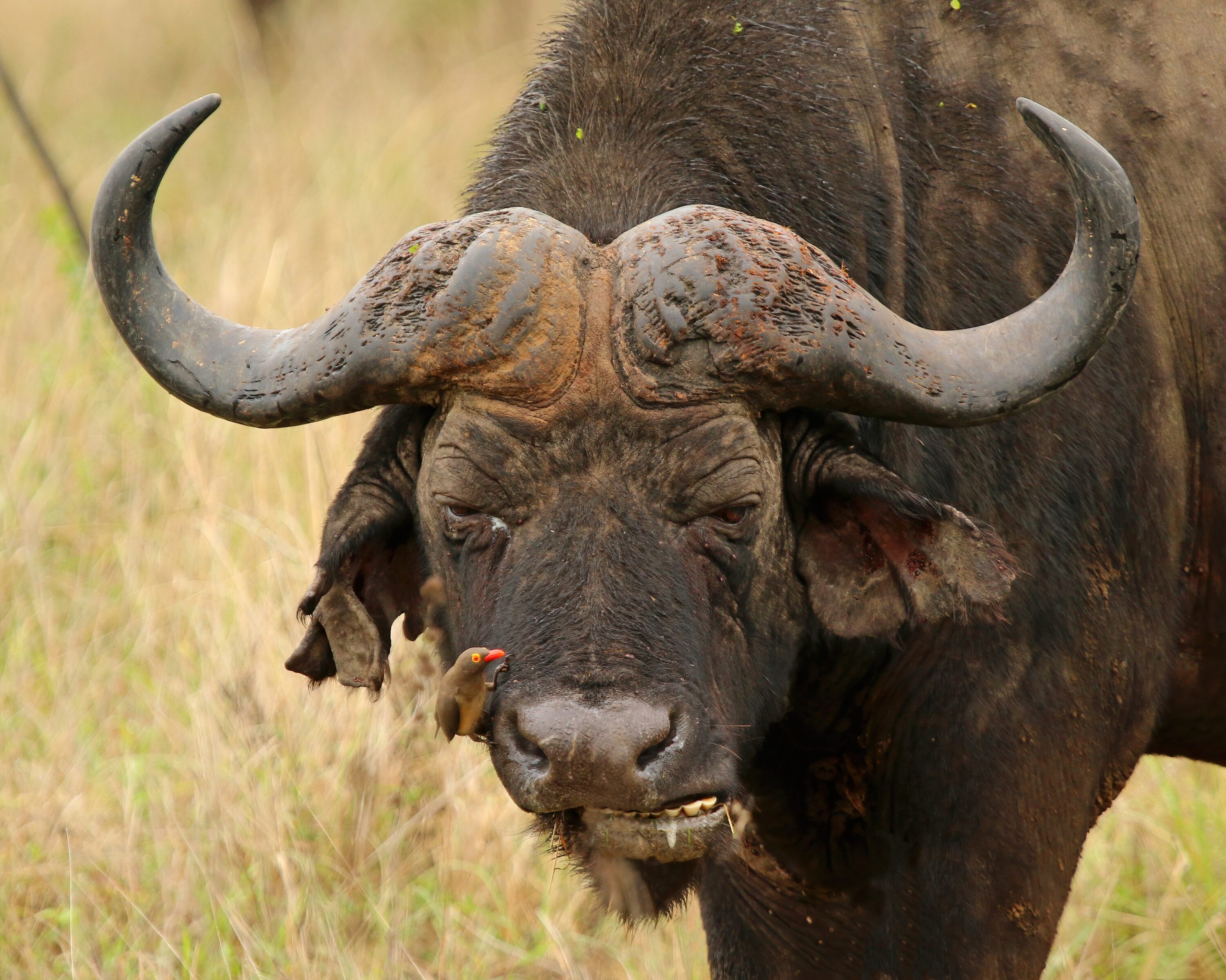 Close portrait of an African buffalo bull with a red-billed oxpecker on its muzzle