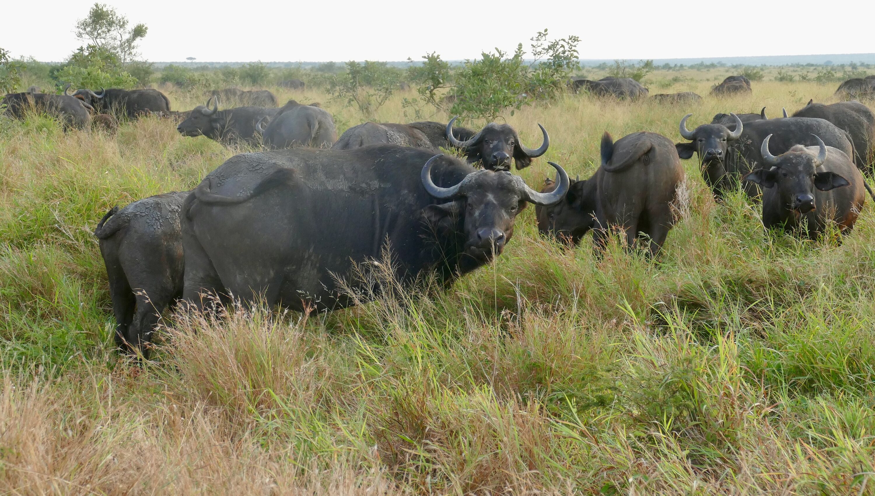 Herd of African buffalo standing in grassland