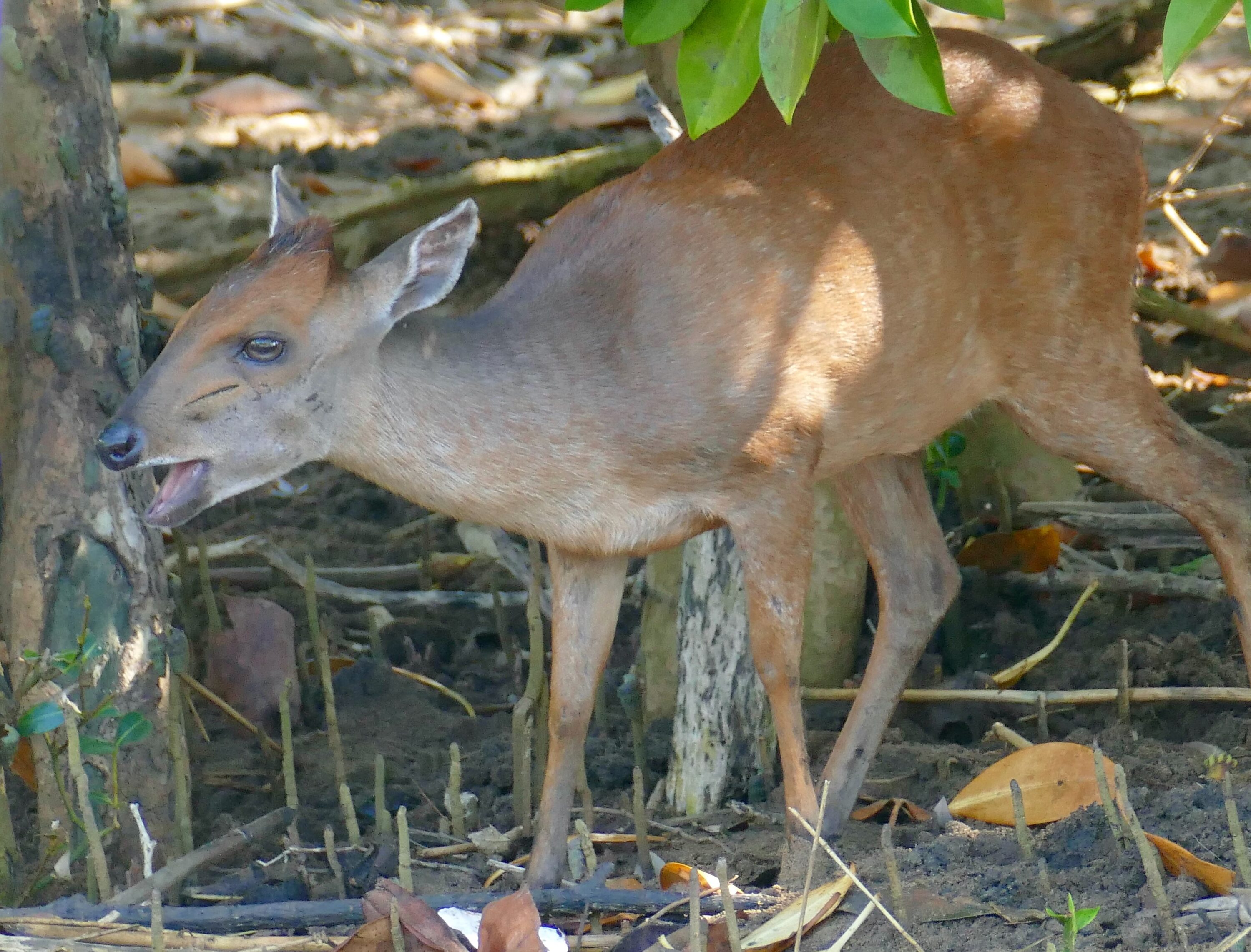 Female Natal red duiker eating fruit in Umlalazi Nature Reserve, South Africa