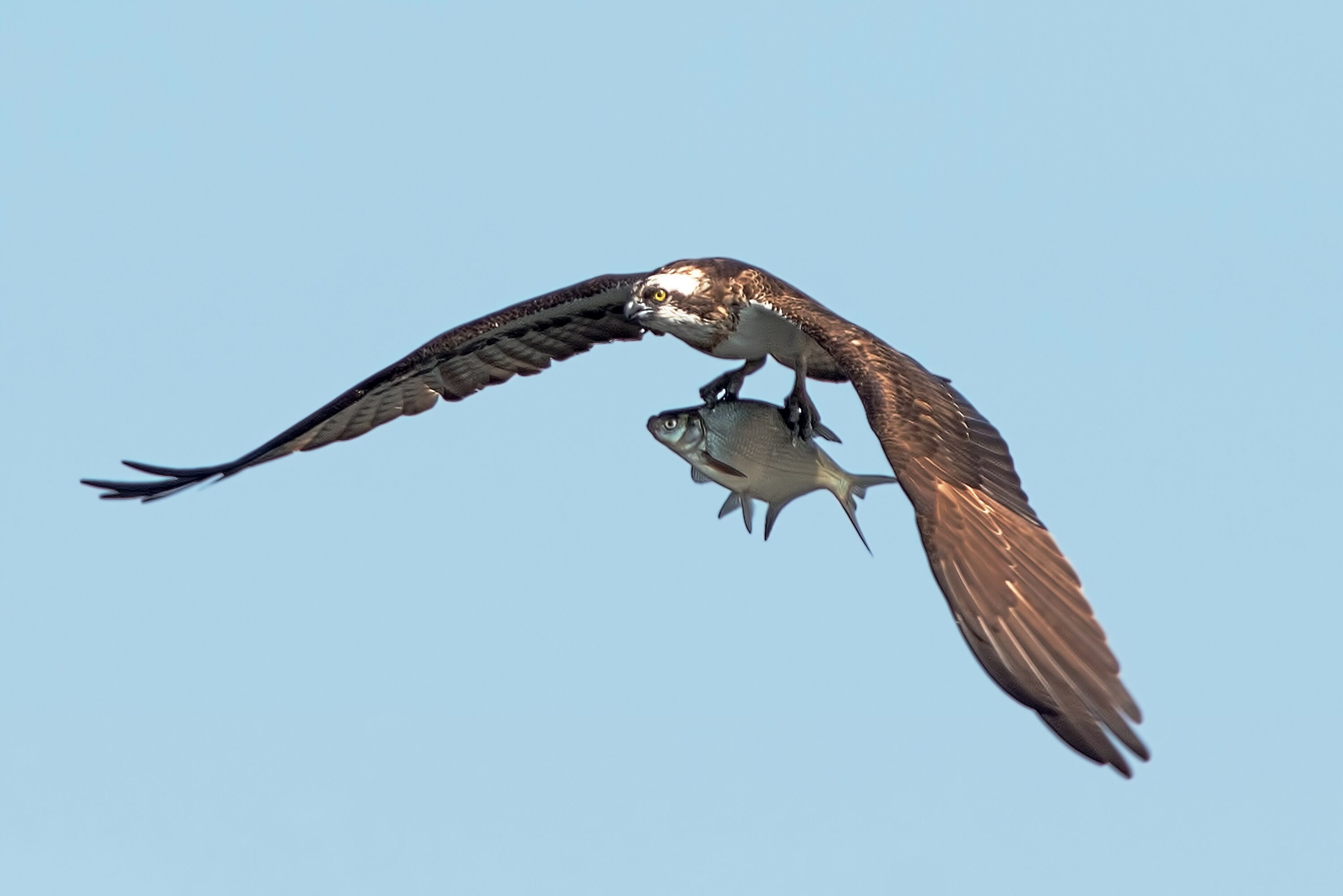 Osprey (Pandion haliaetus) flying with a fish