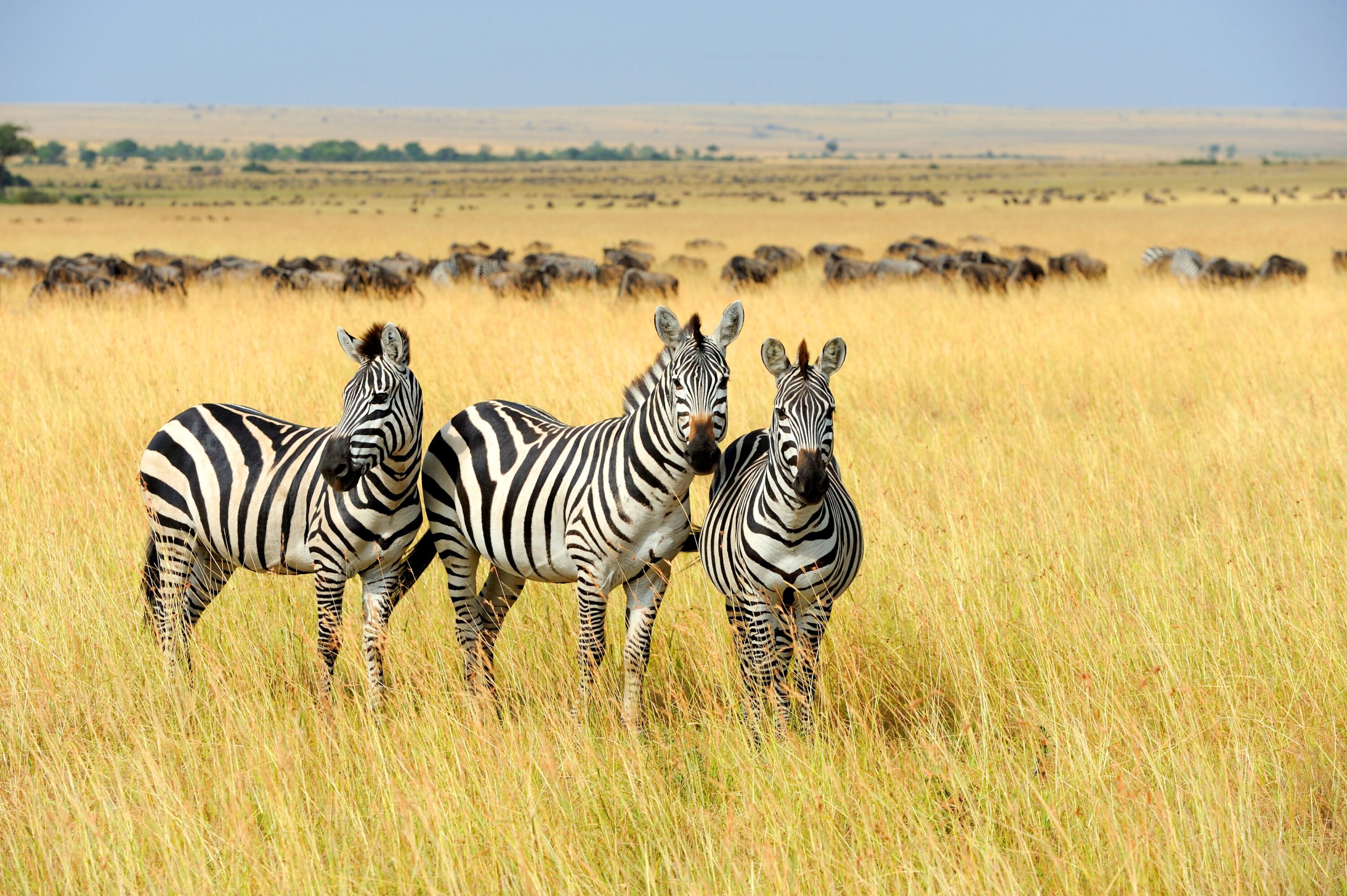Three adult plains zebras in Masai Mara National Park, Kenya