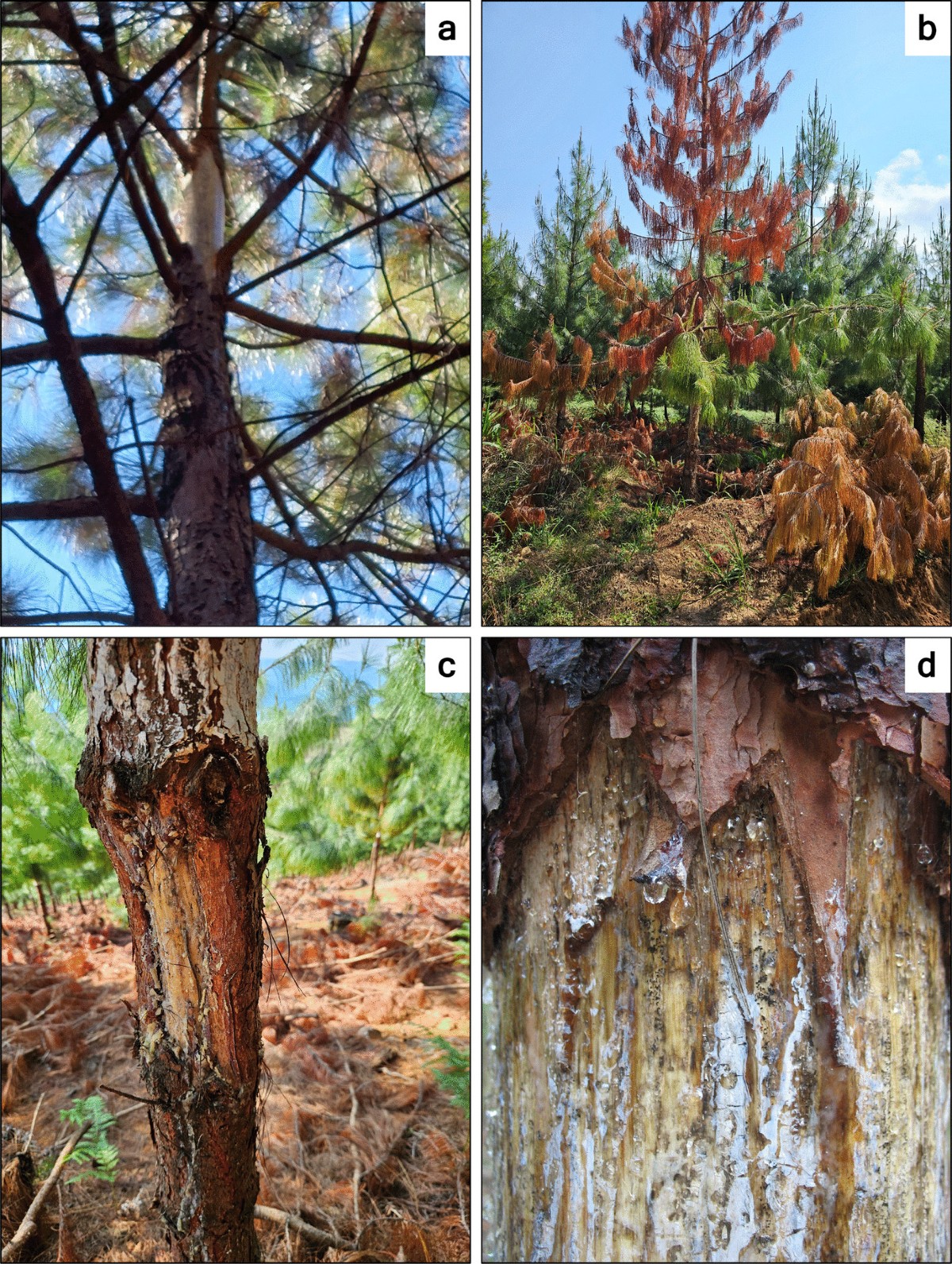 Examples of chacma baboon bark stripping and damage on pine trees in South Africa
