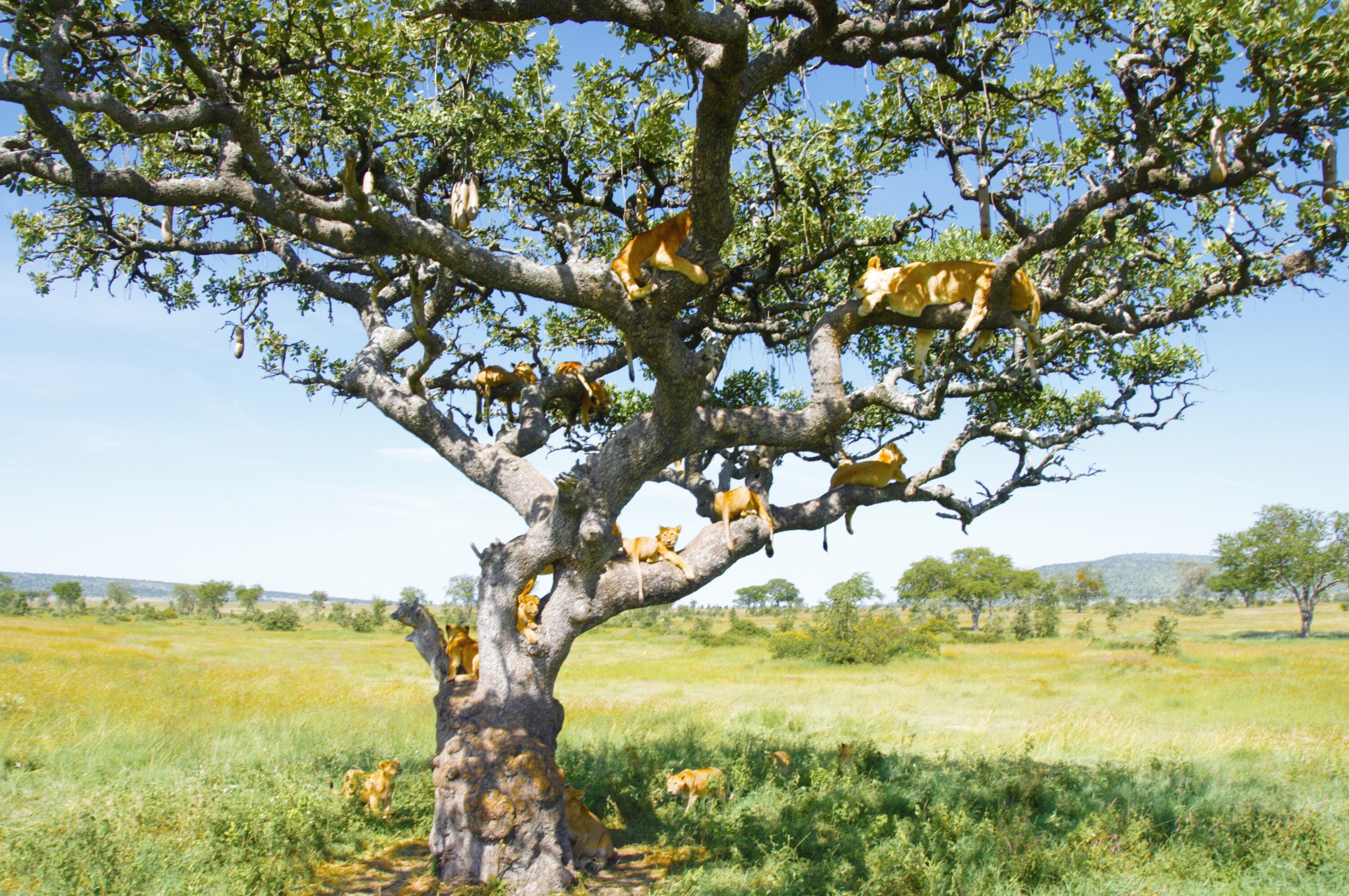 A group of African lions resting in a tree in the Serengeti, Tanzania