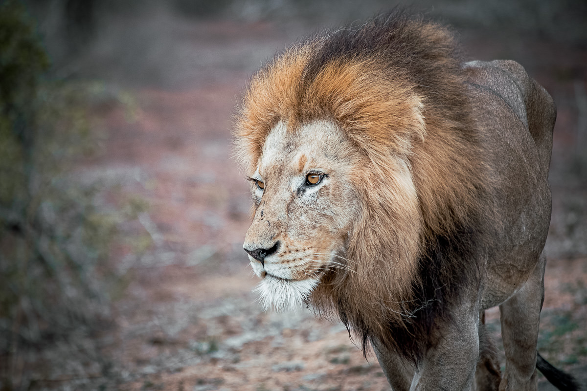 Wild male African lion in Kruger National Park, South Africa