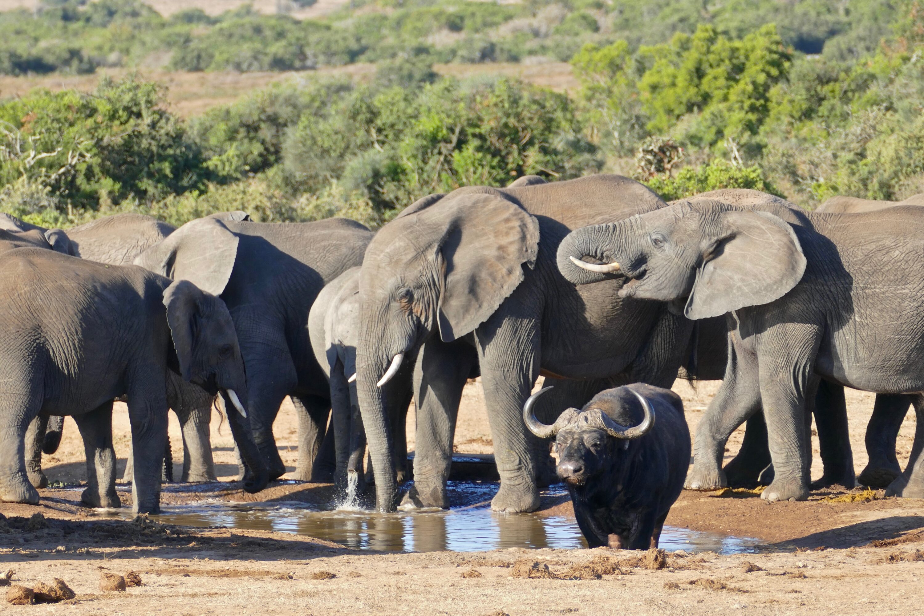 African elephants surrounding an old African buffalo bull at a waterhole