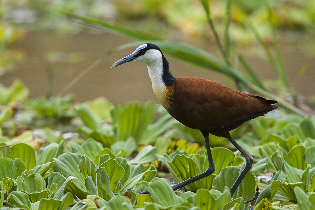 African Jacana standing among aquatic vegetation at Lake Baringo, Kenya