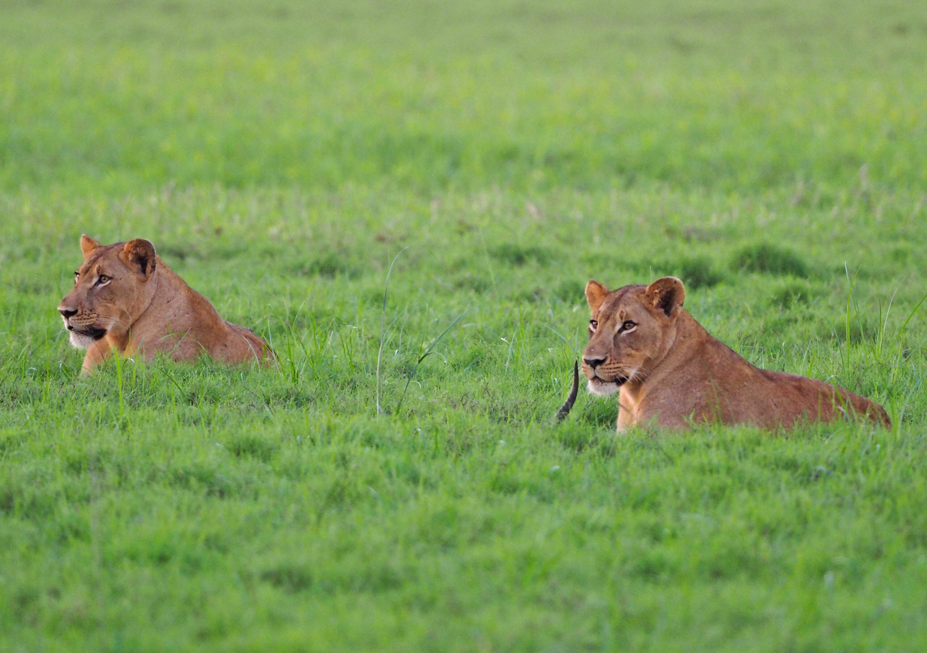 Two African lionesses resting in green grass in Gorongosa National Park, Mozambique