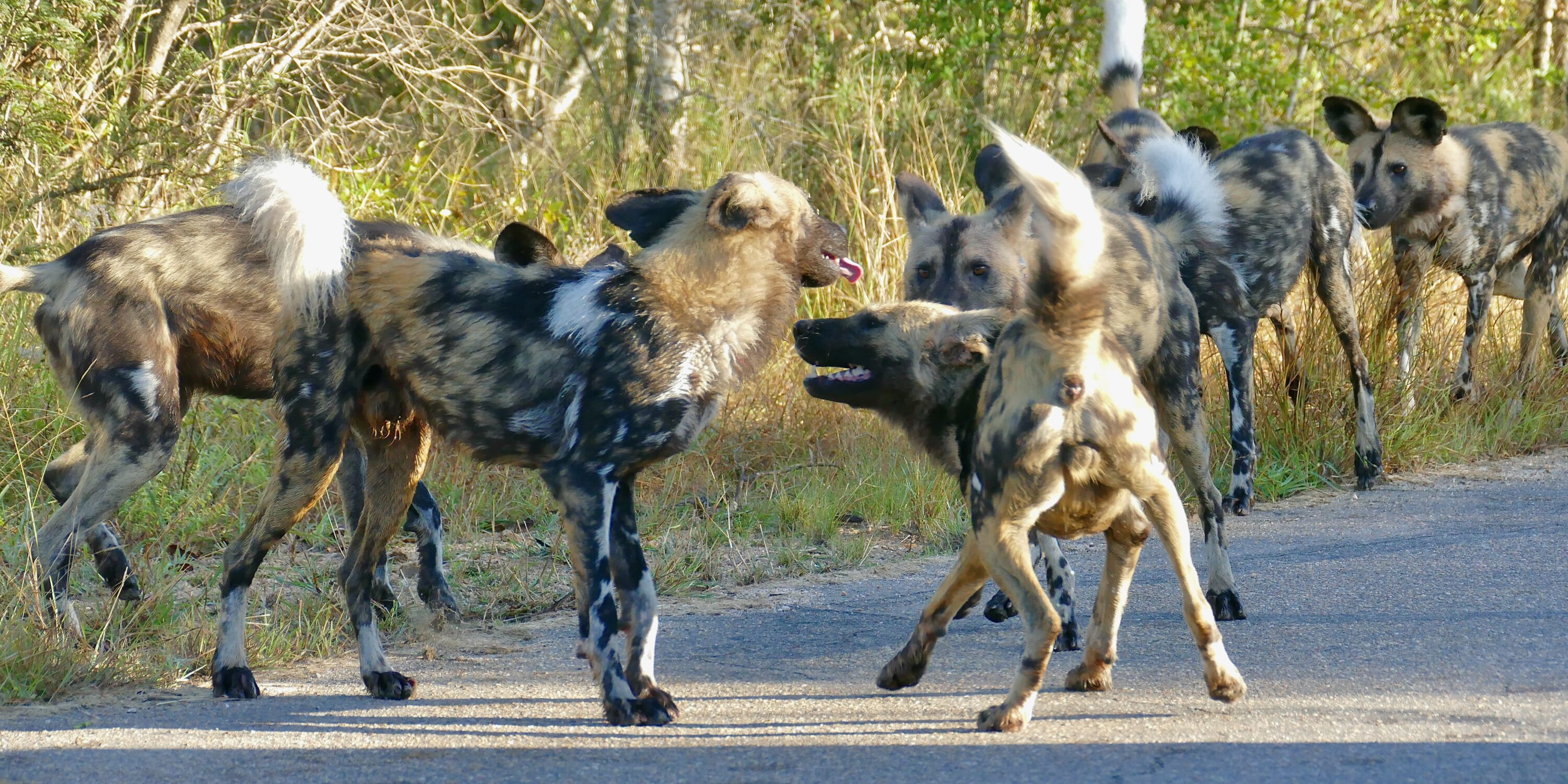 African wild dog pack together on a road in Kruger National Park