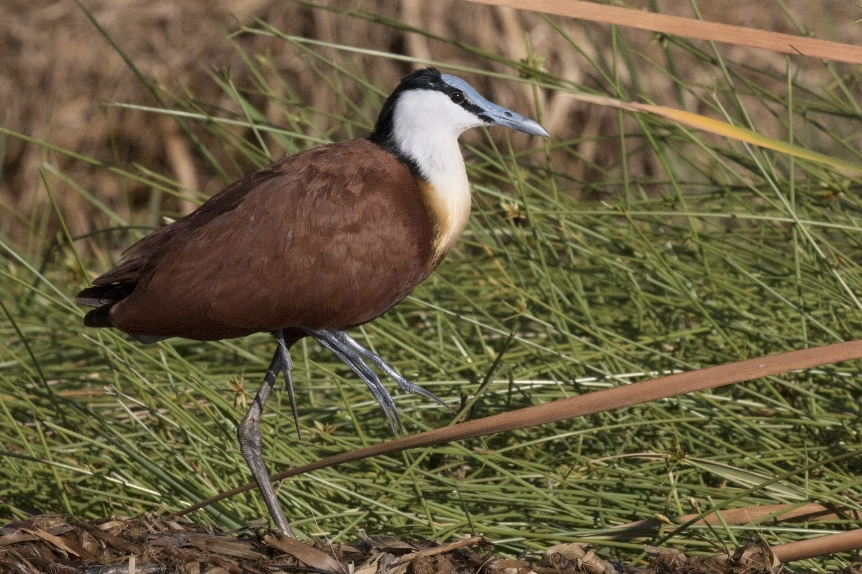 Adult African Jacana standing among wetland vegetation