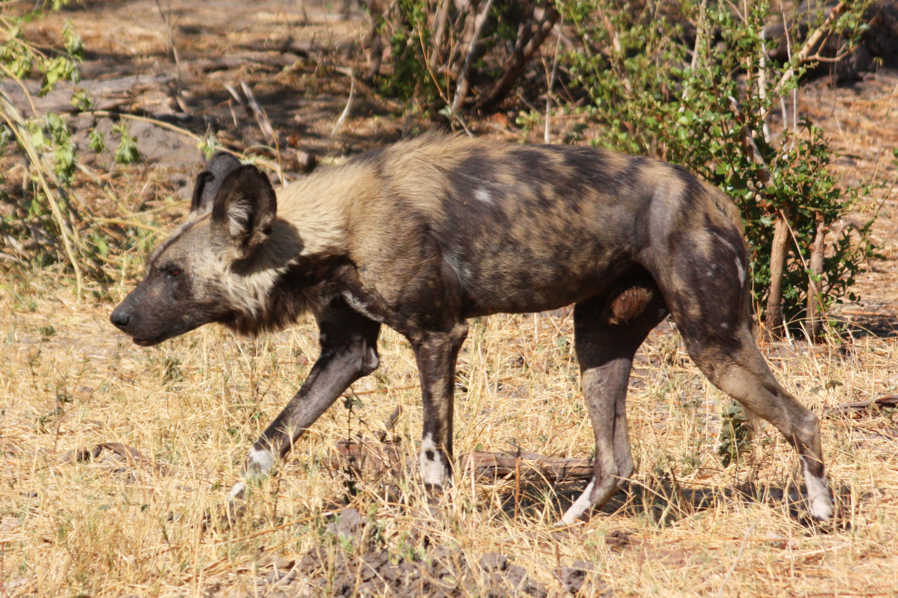 African wild dog walking through dry woodland in the Okavango Delta