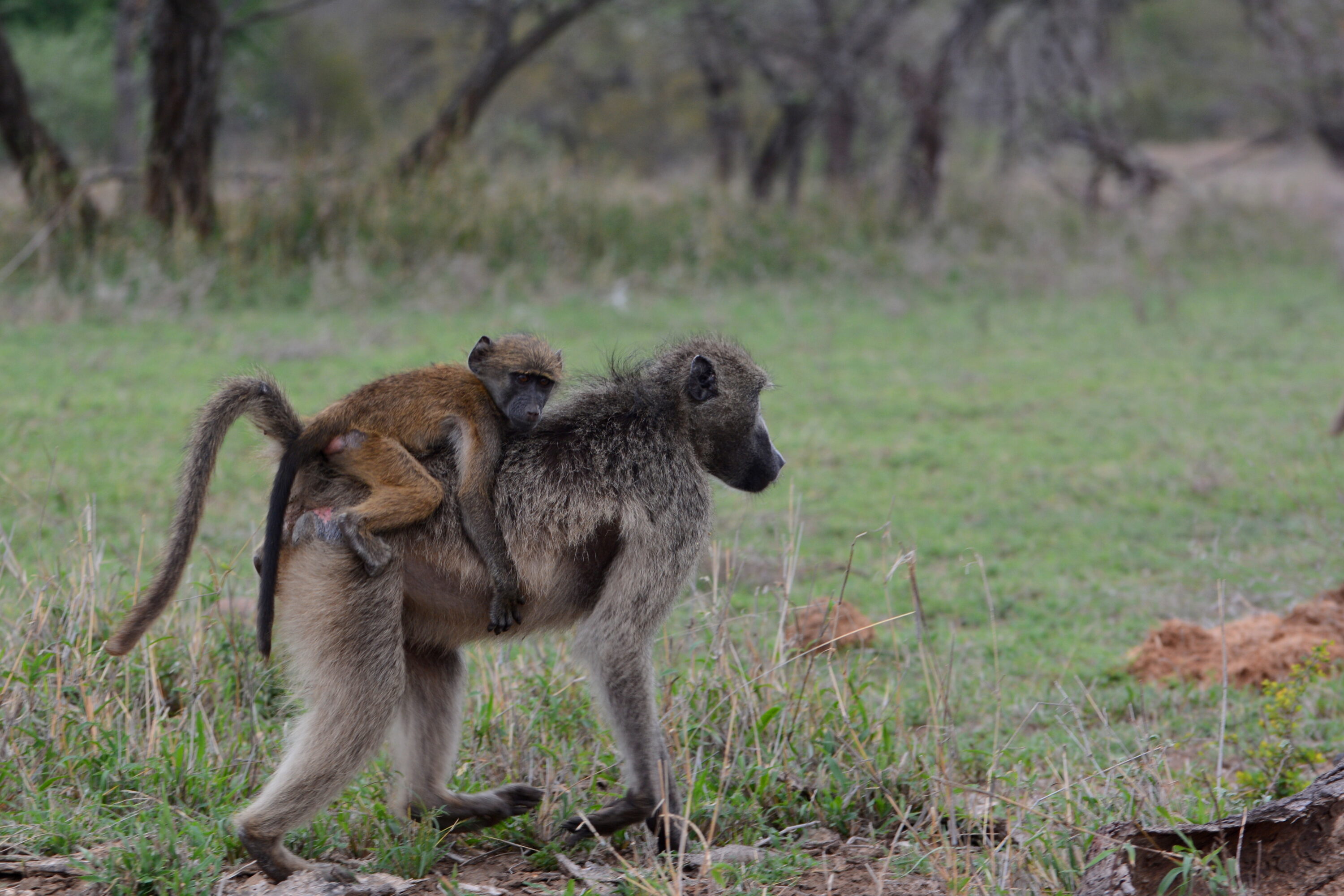 Chacma baboon carrying a juvenile in Kruger National Park, South Africa