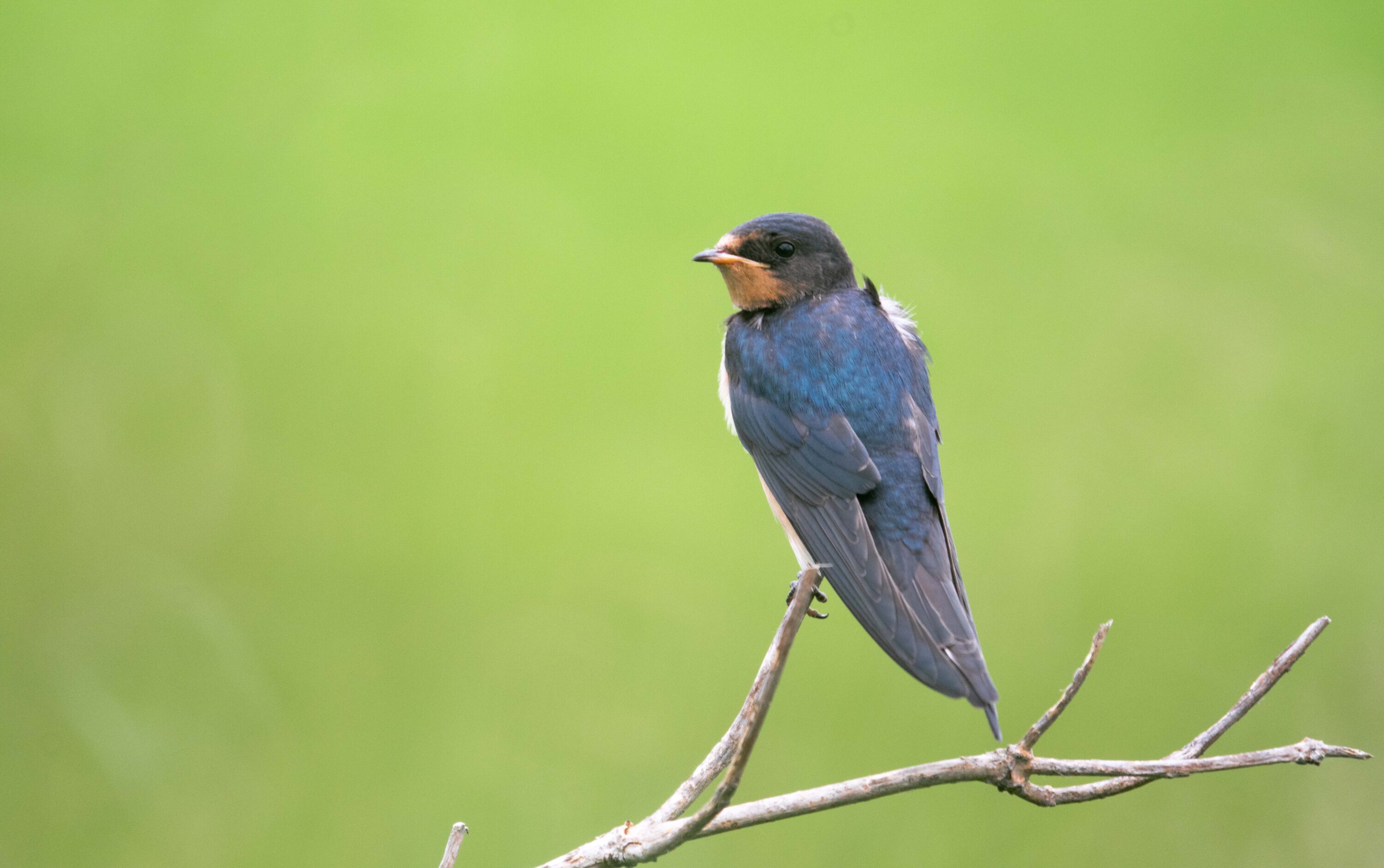 First-year barn swallow perched on a thin branch against a green background
