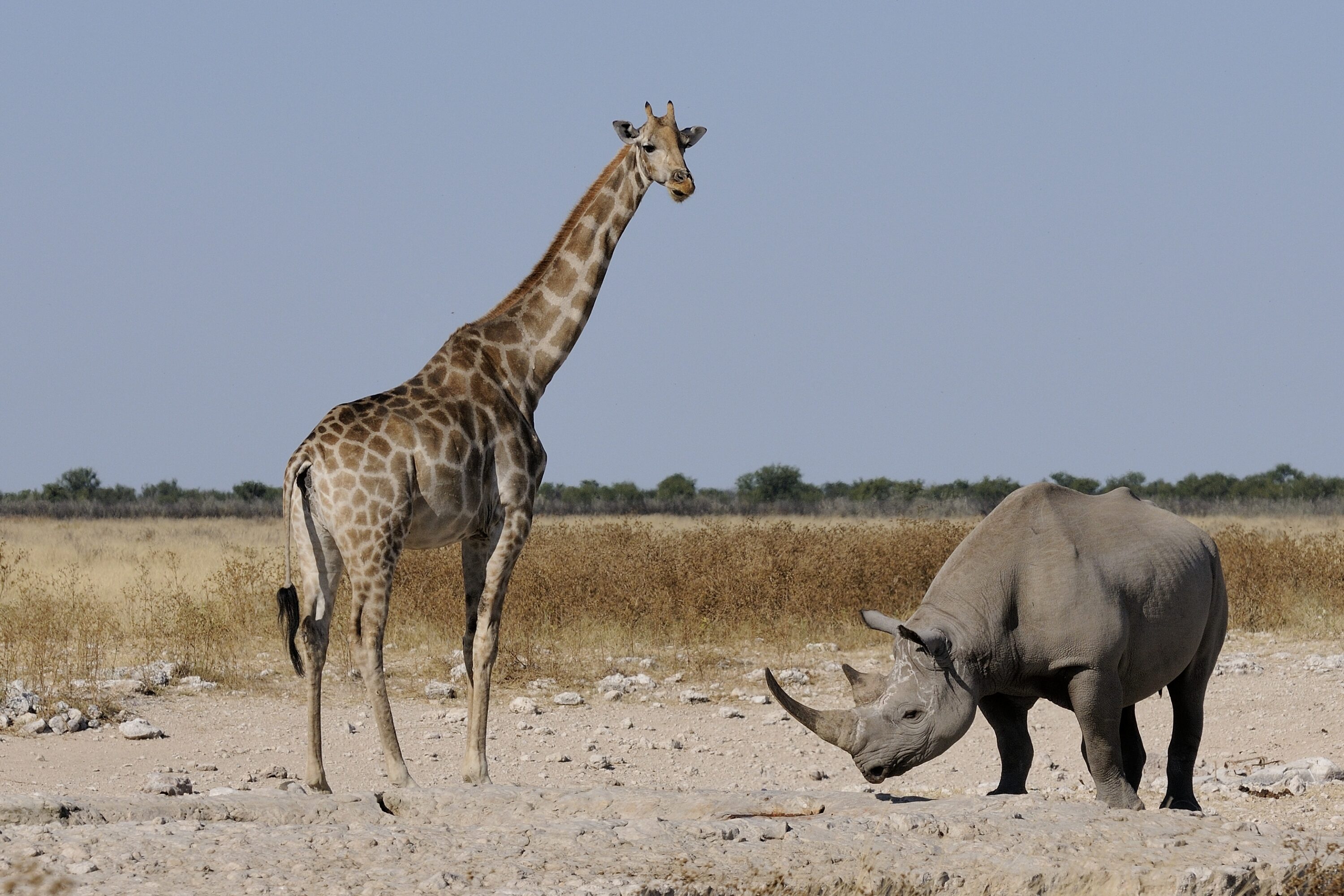Black rhinoceros and giraffe together in Etosha National Park, Namibia