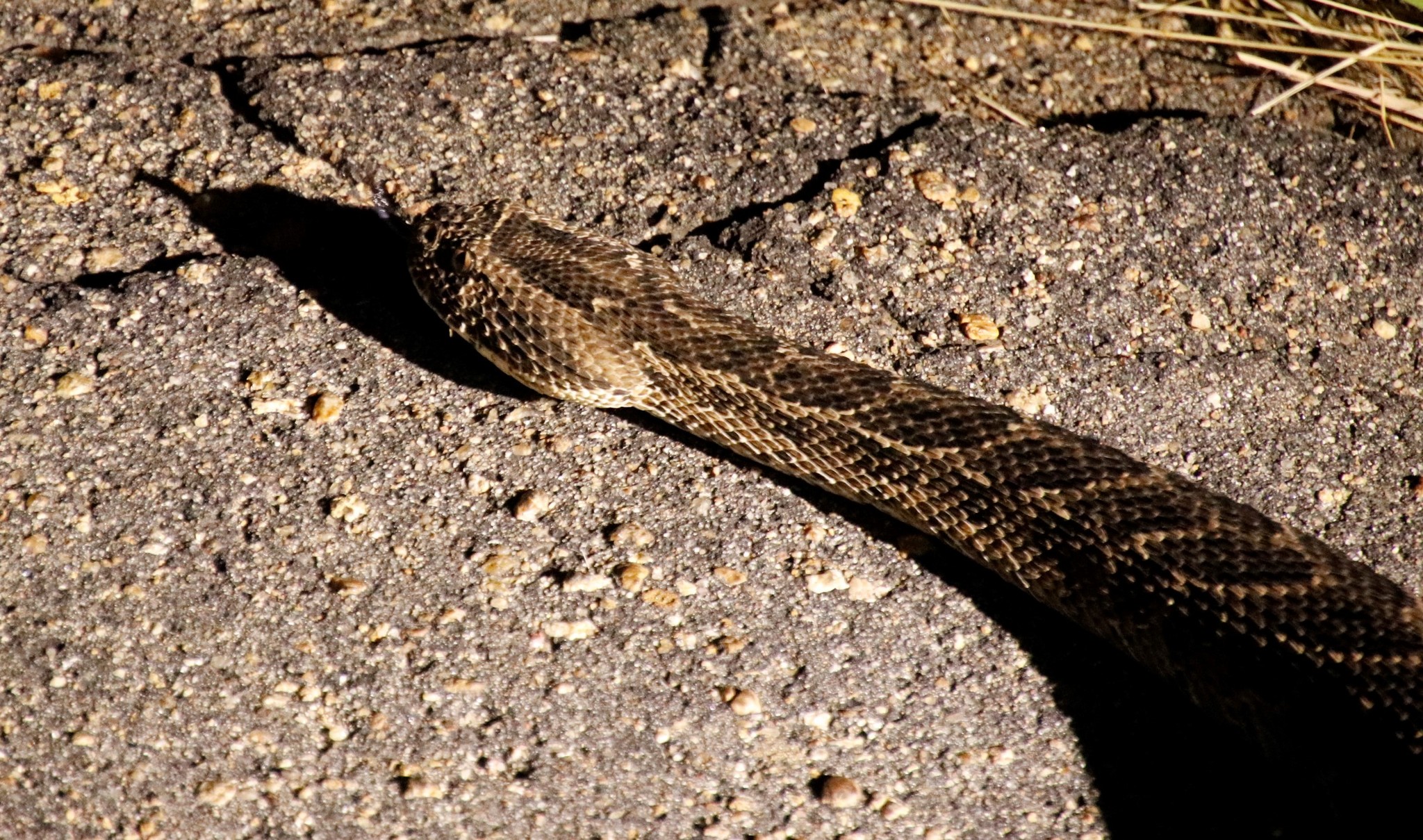 Puff adder in Kruger National Park