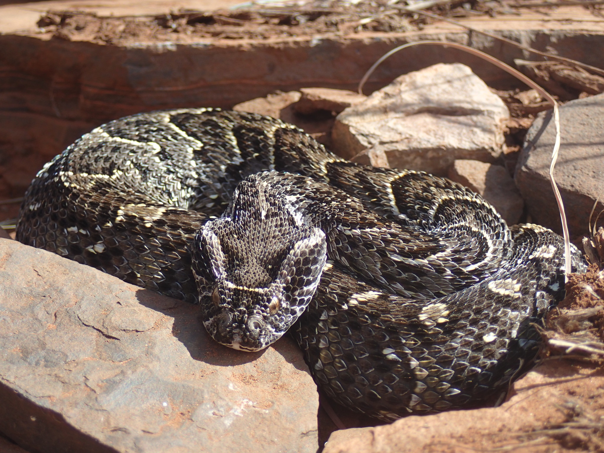 Puff adder coiled among rocks