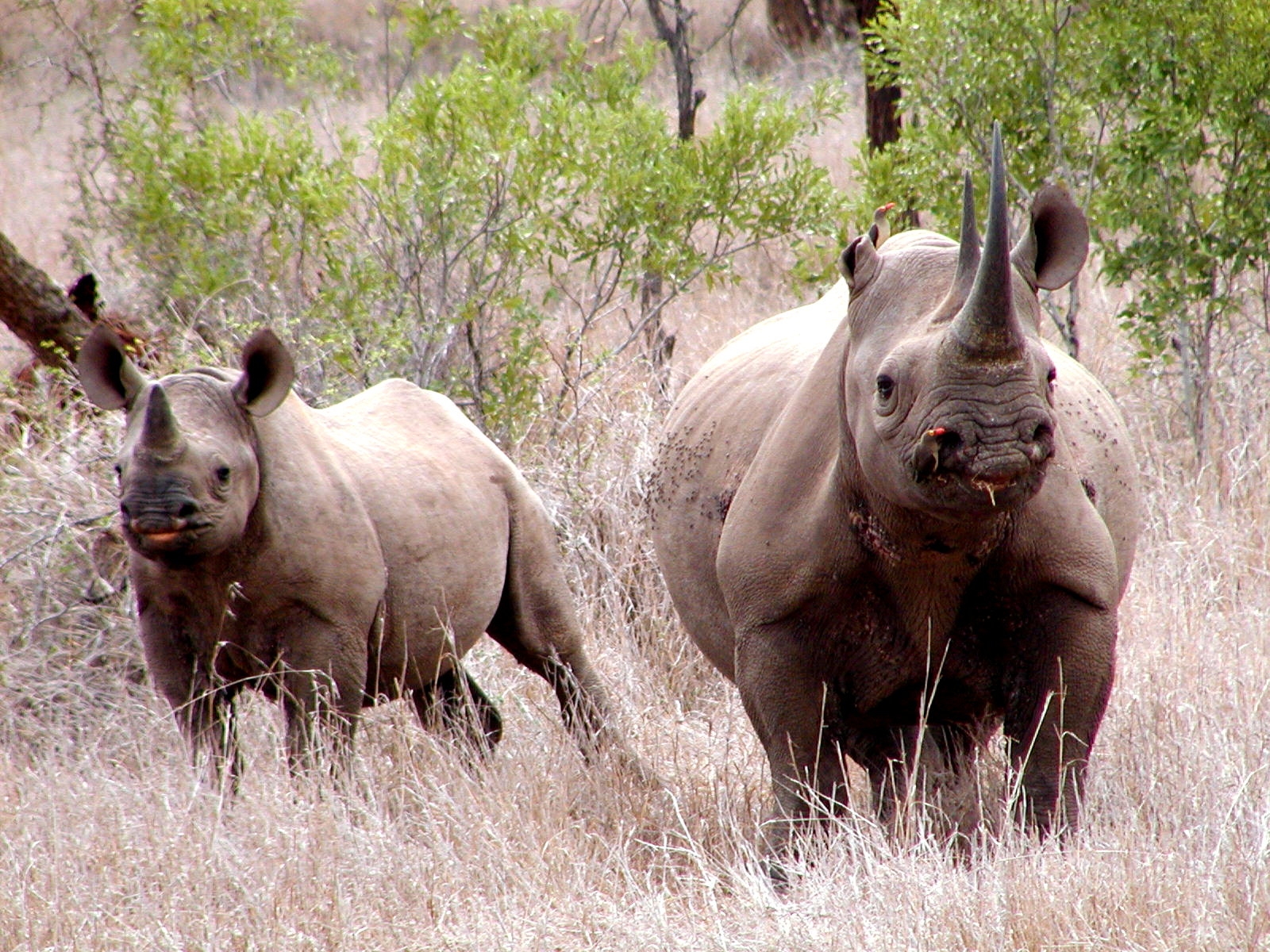Two wild black rhinoceroses in Mkhuze Game Reserve, South Africa