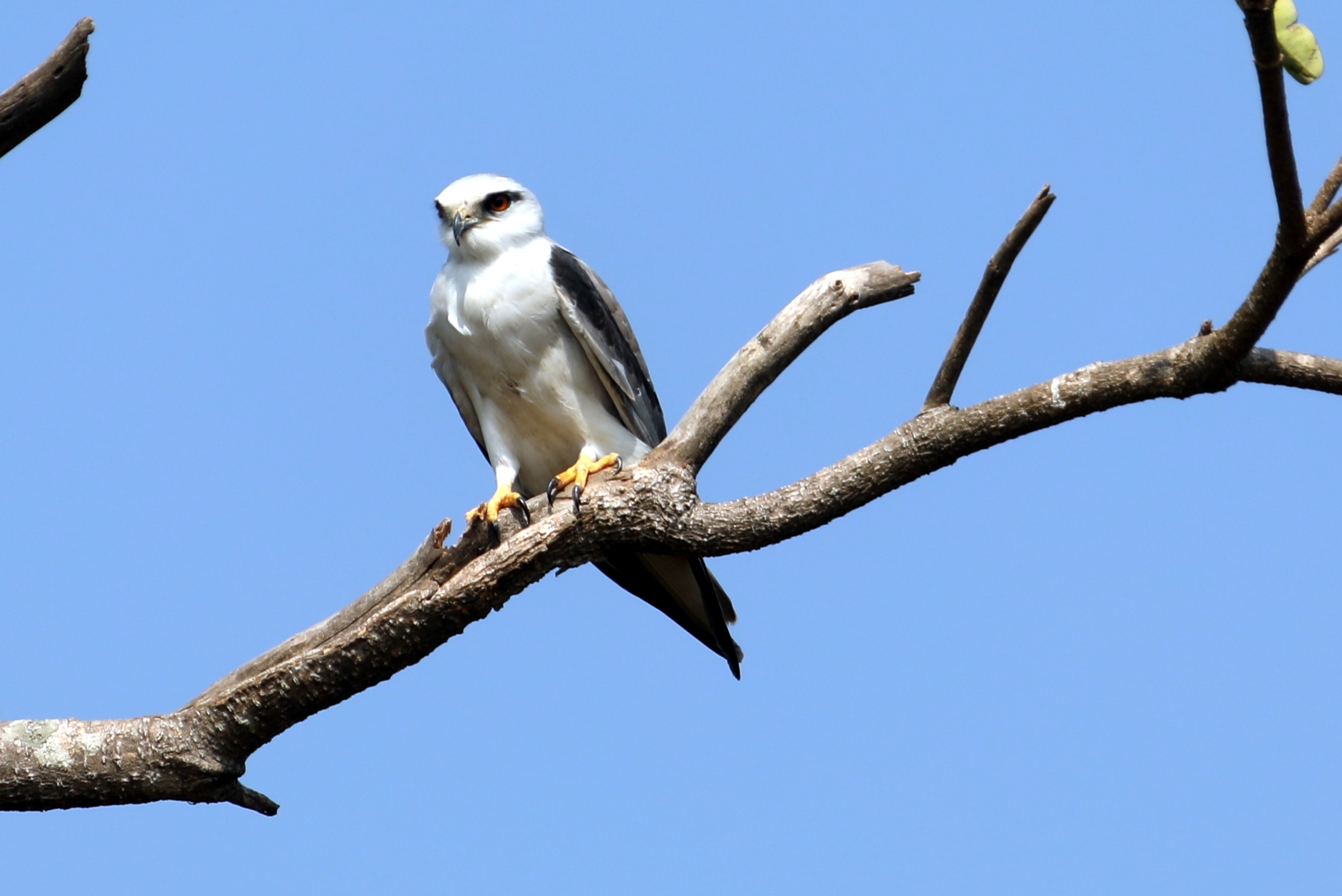 Black-winged Kite perched on a branch against blue sky