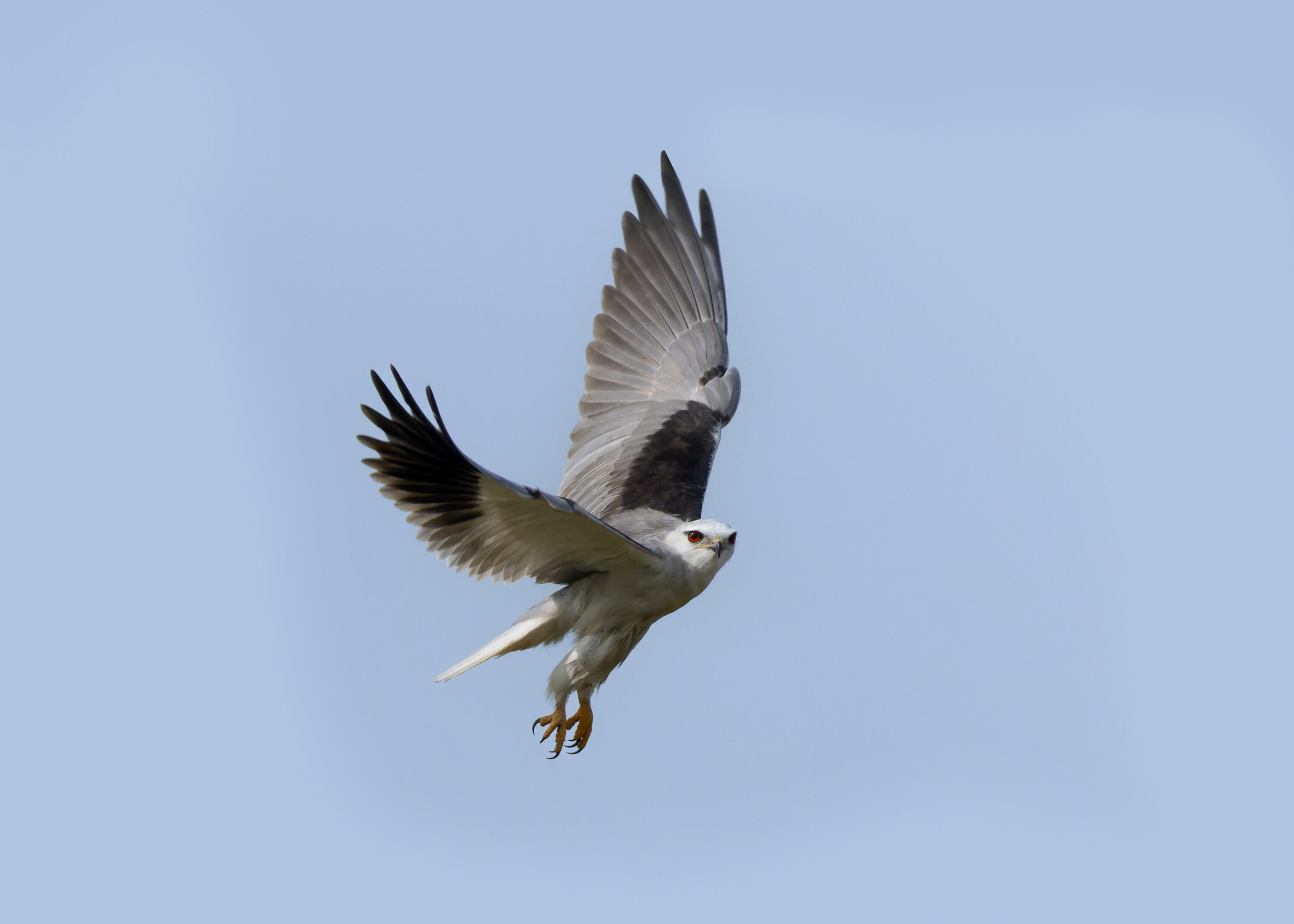Black-winged Kite in flight against a blue sky