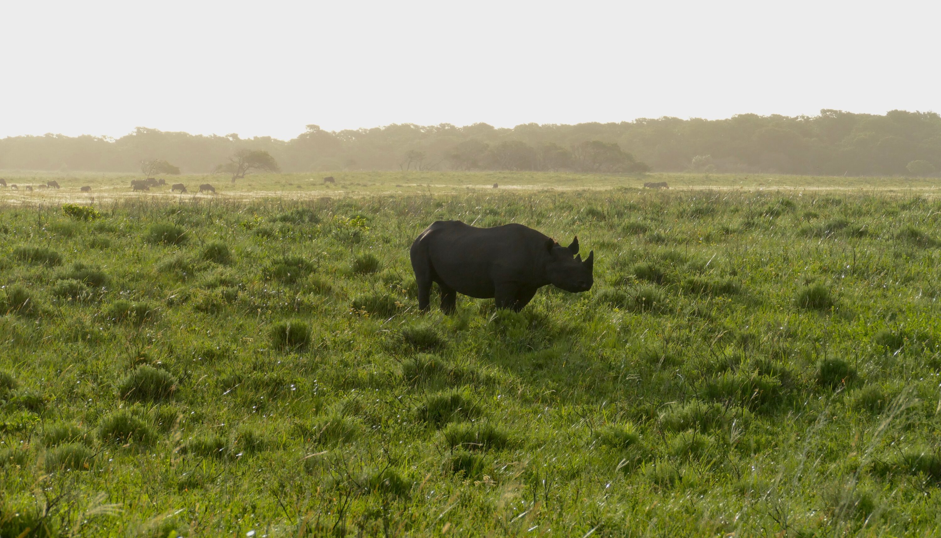 Black rhinoceros standing in grassland in evening light at iSimangaliso Wetland Park, South Africa