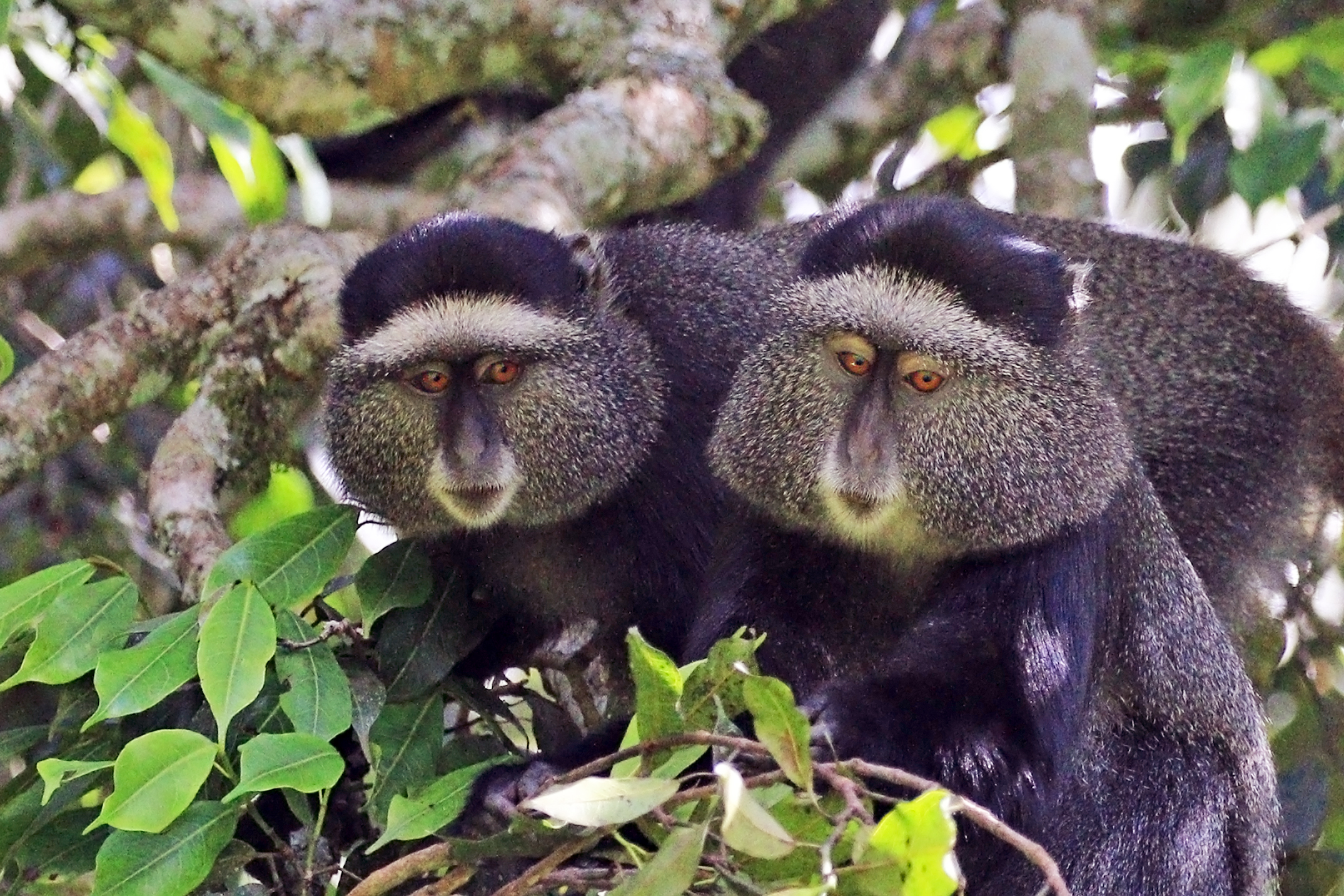 Two blue monkeys together in forest vegetation