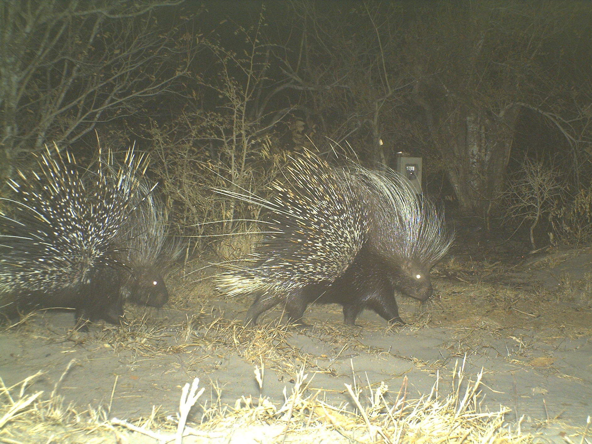 Wild Cape porcupine in Tembe Elephant Park, South Africa