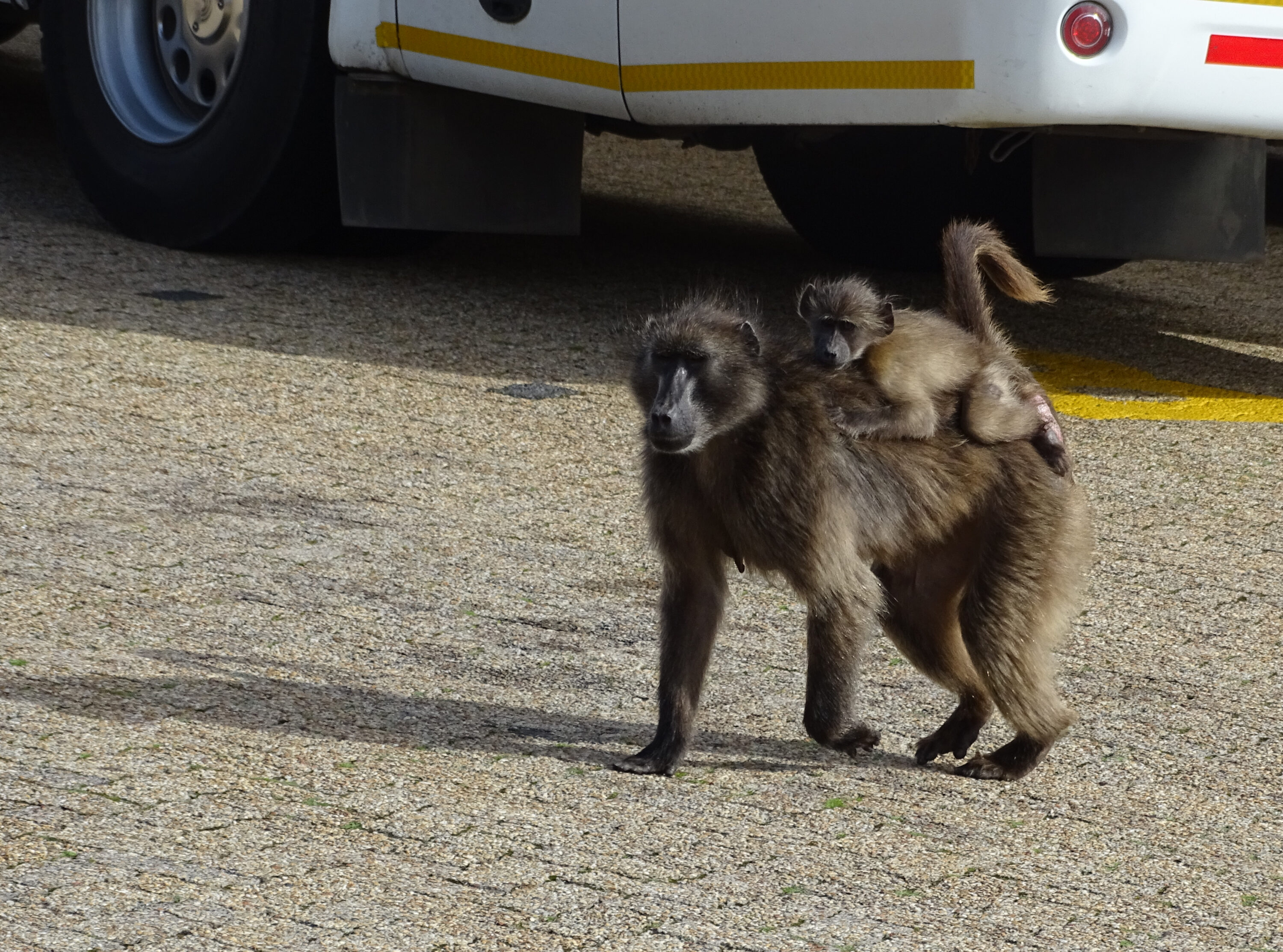 Chacma baboon carrying a juvenile near a vehicle at Cape Point, South Africa